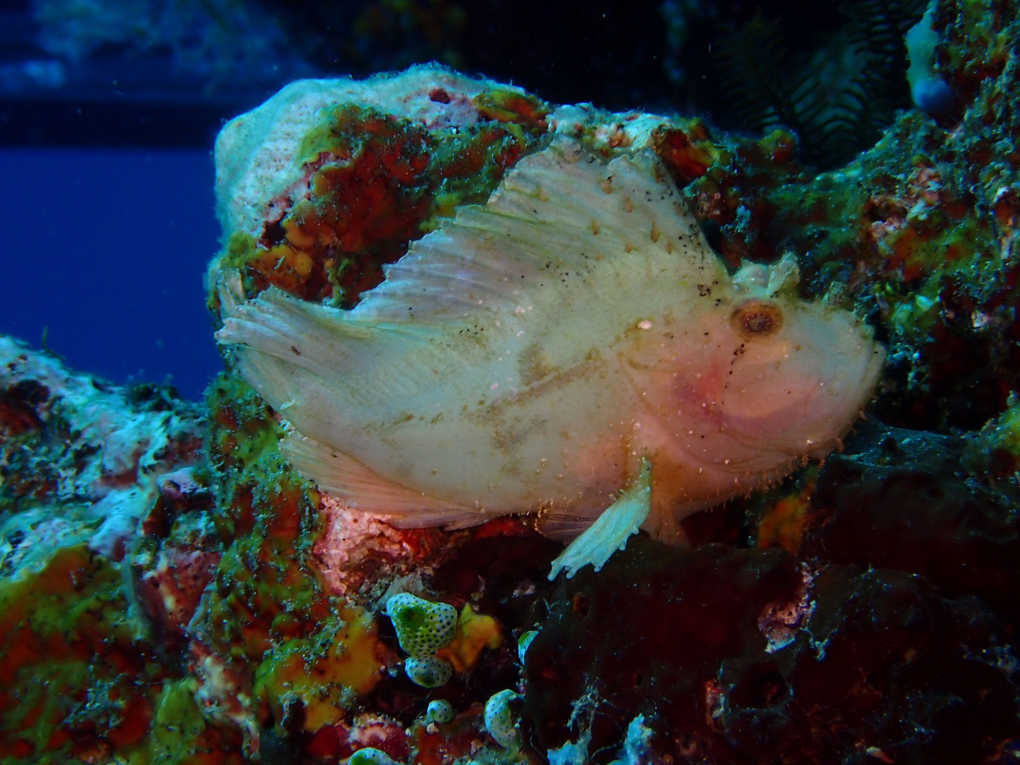 Poisson-feuille cacatoès Ablabys taenianotus