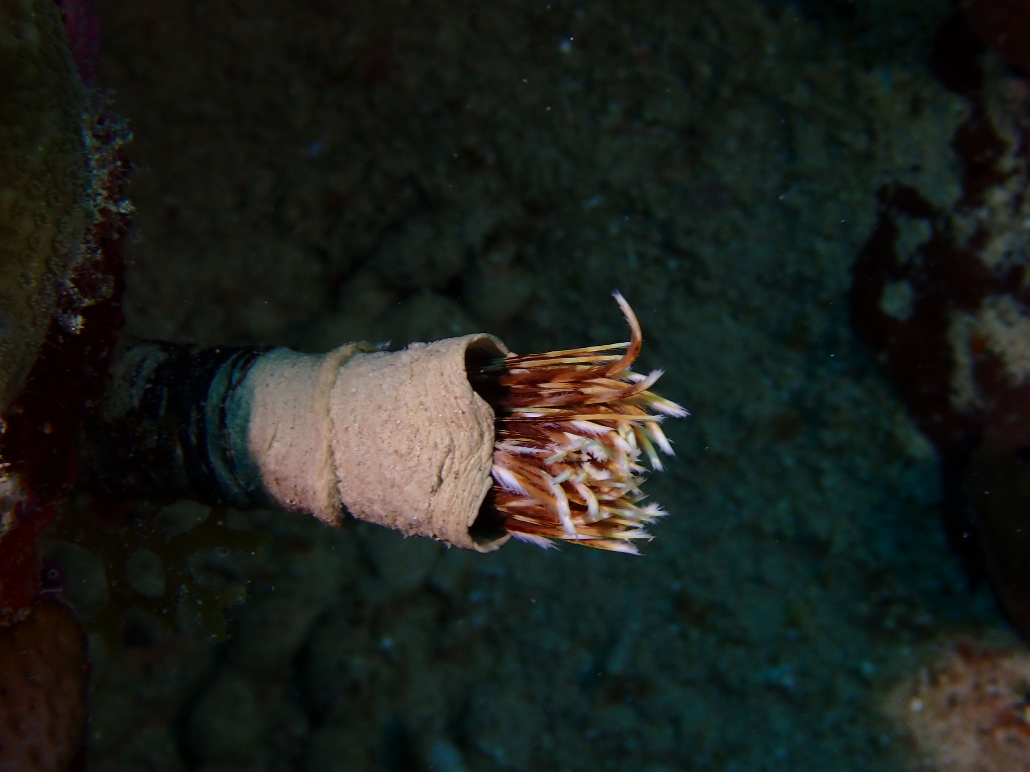 Sabelle Sabella pavonina