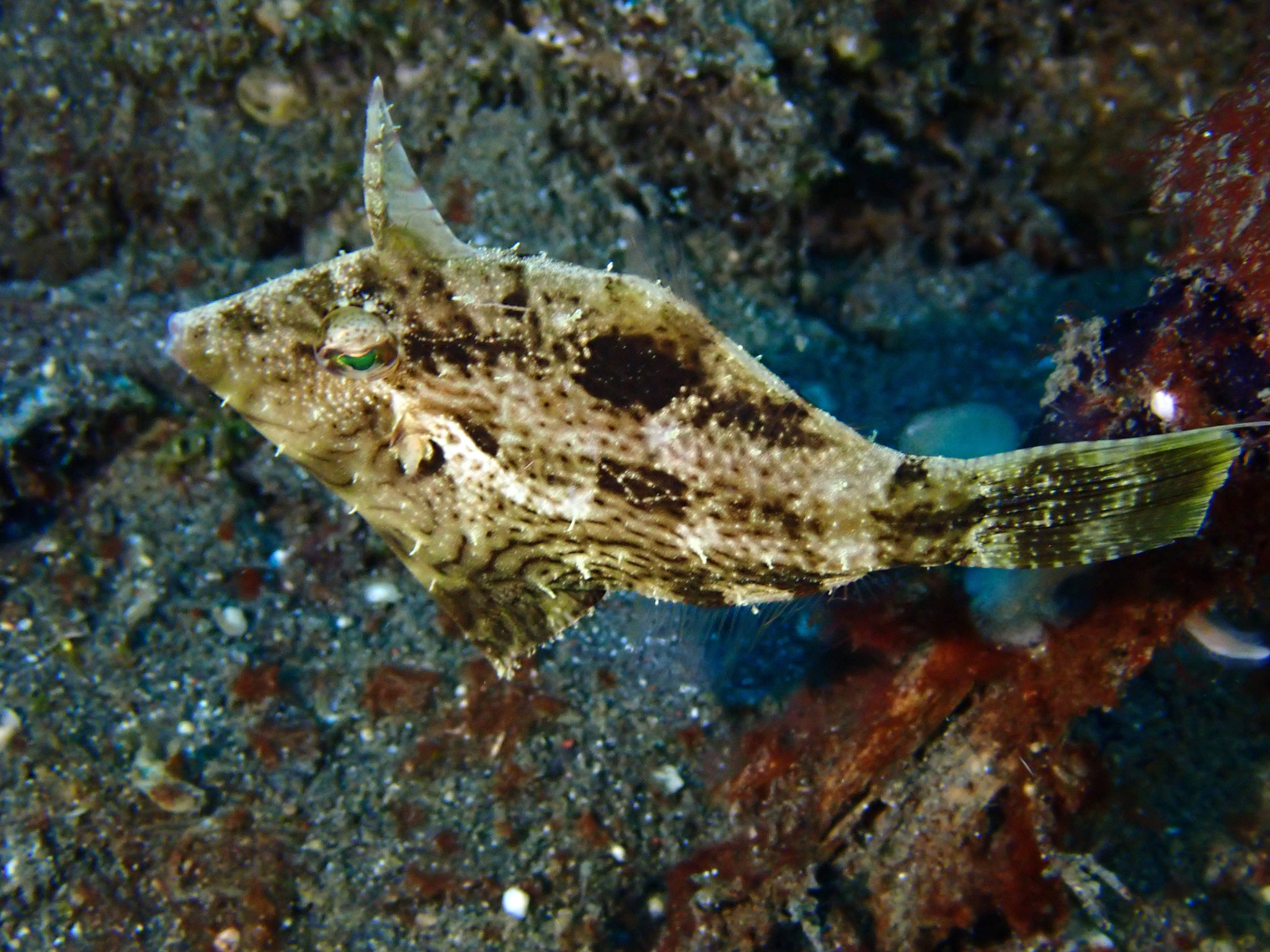 Acreichthys tomentosus
