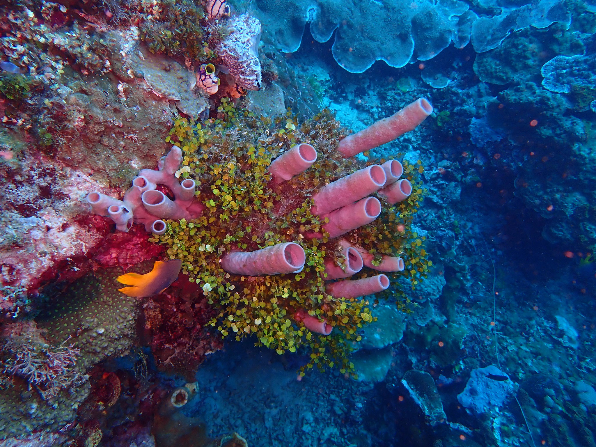 Eponge tubulaire rose et "monnaie de Poseidon"