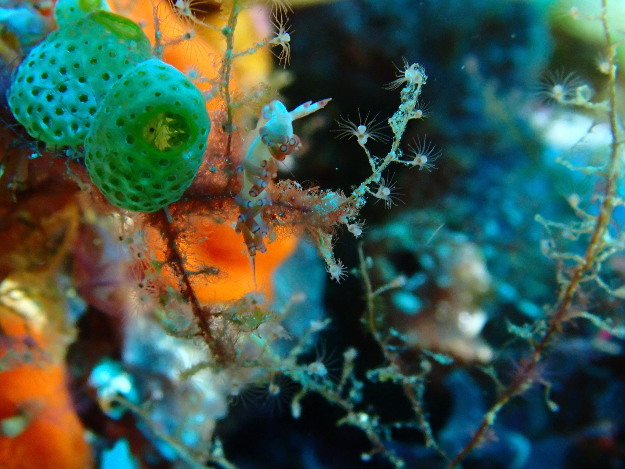 Flabellina sp.