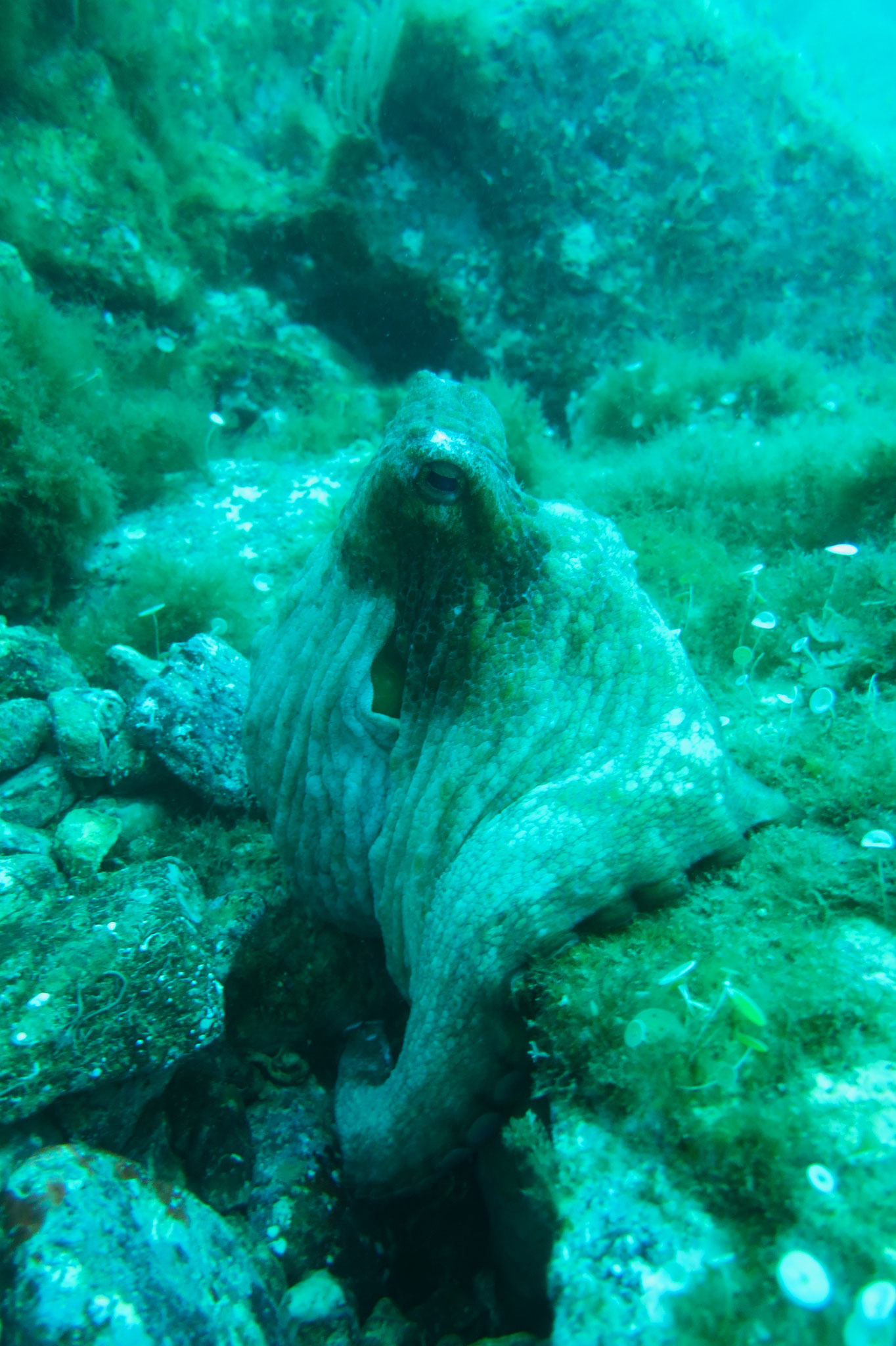Poulpe commun Octopus vulgaris