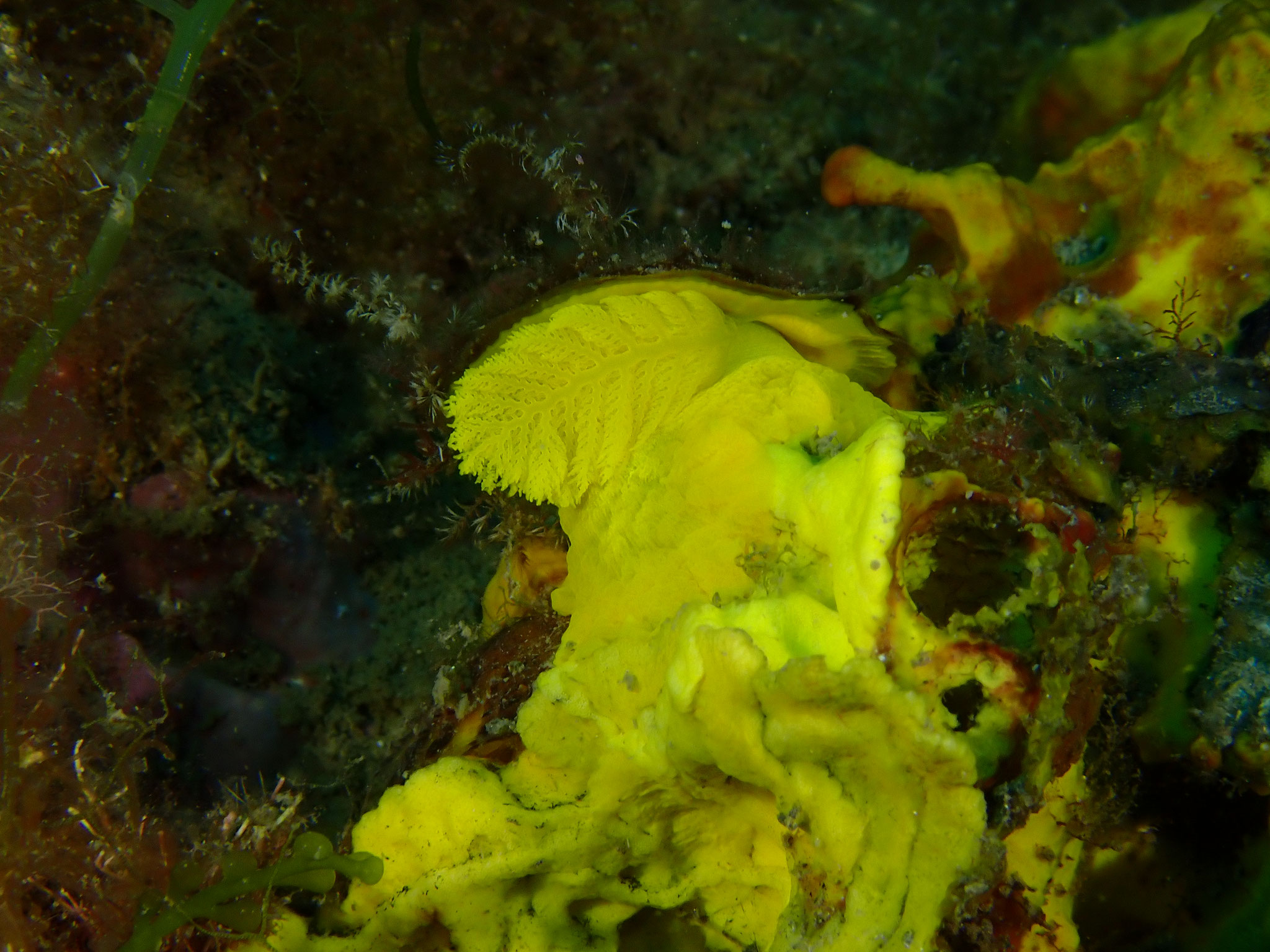 Tylodine jaune Tylodina perversa