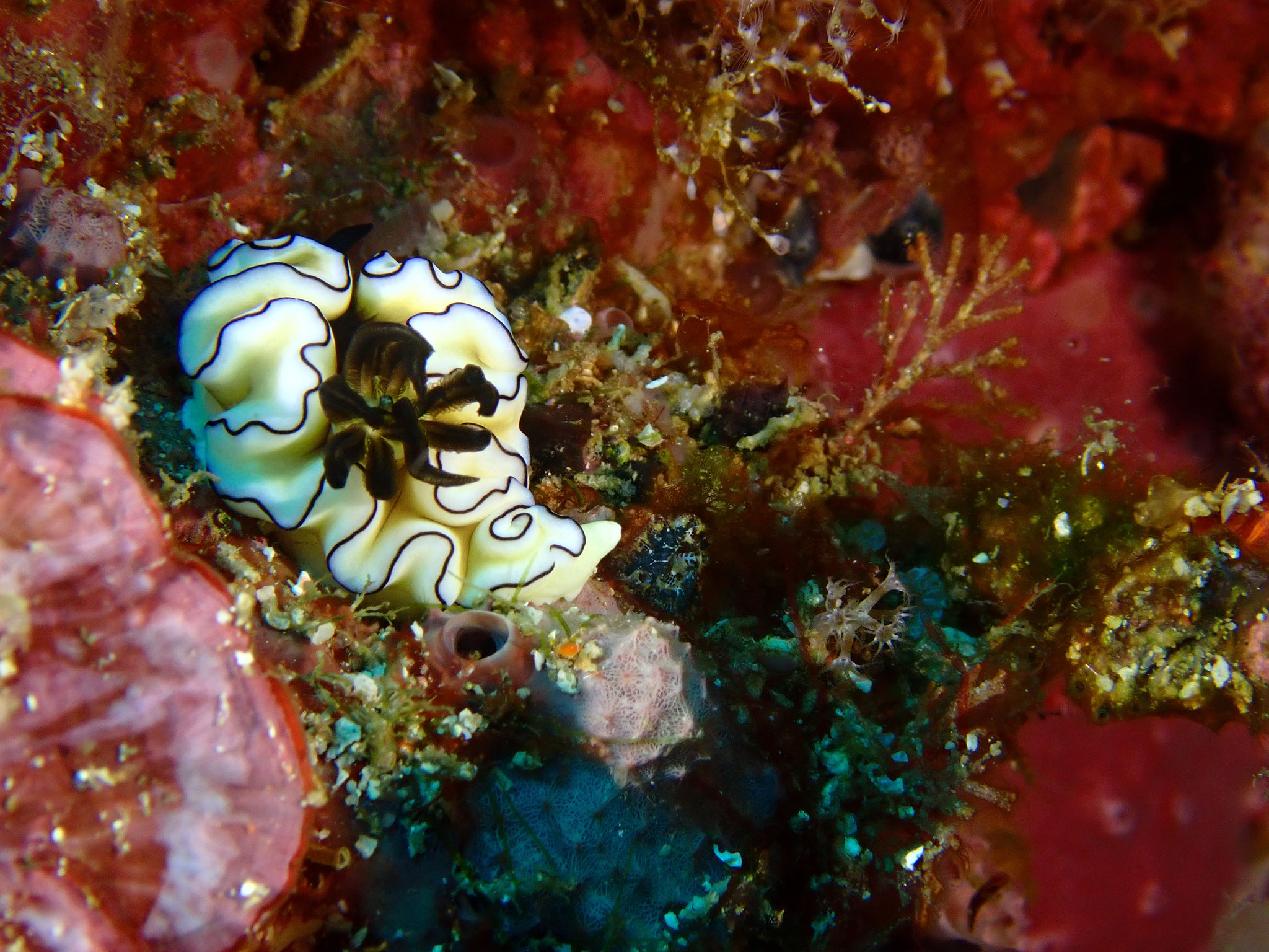 Dorisprimatica sp.
