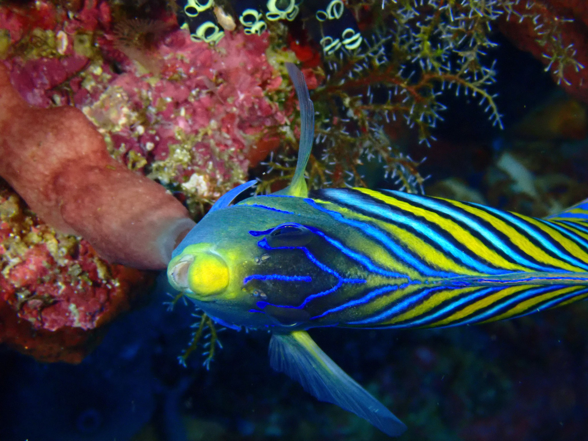 Poisson-ange duc Pygoplites diacanthus
