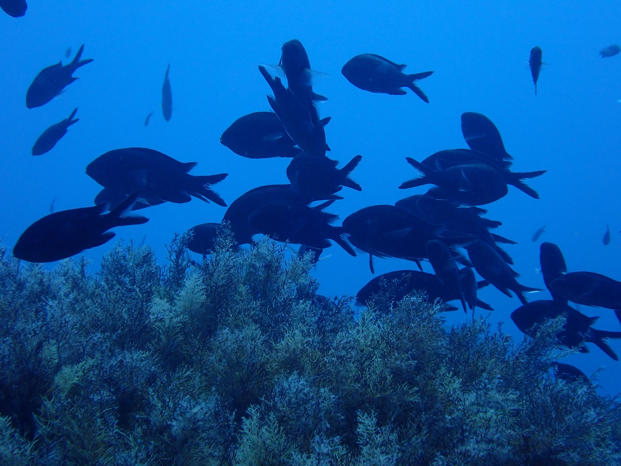 Castagnole Chromis chromis, Incantu