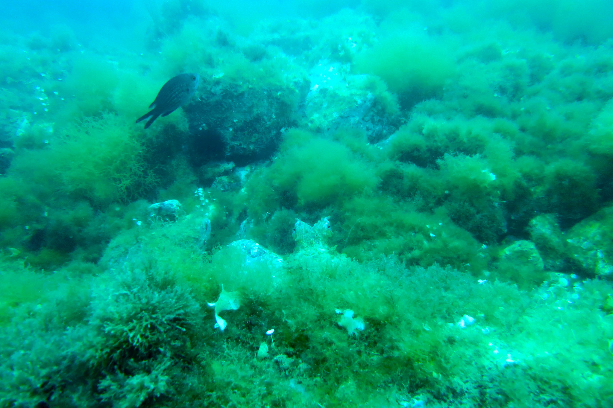 Poulpe commun Octopus vulgaris
