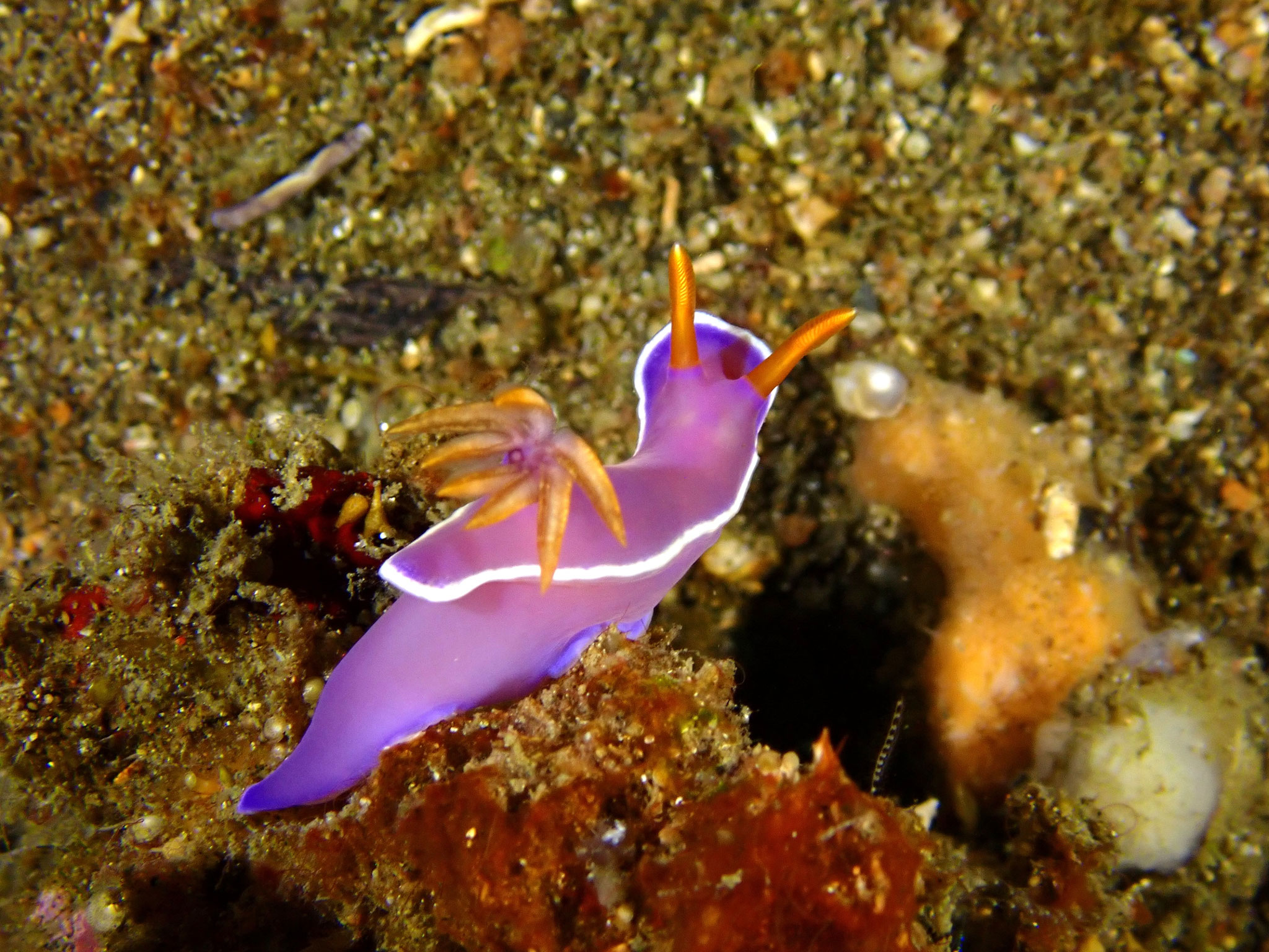 Hypselodoris apolegma