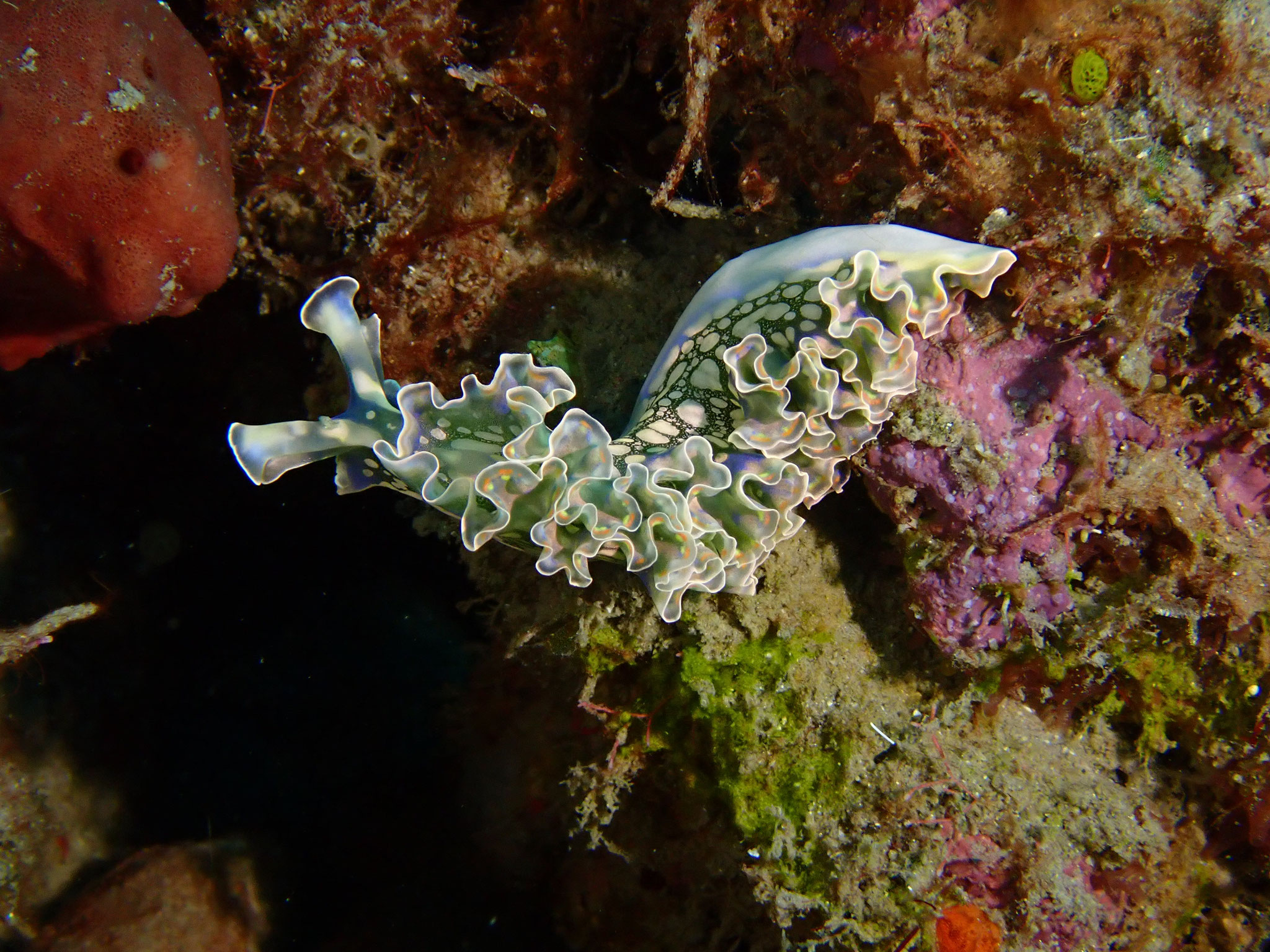 Limace de mer frisée Elisia crispata