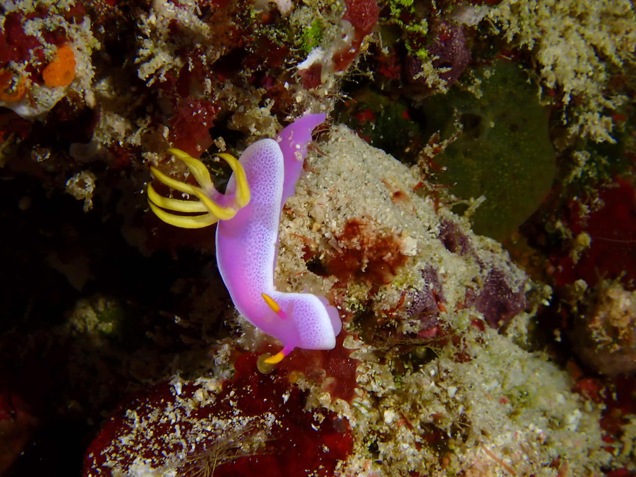 Doris ourlée Hypselodoris apolegma