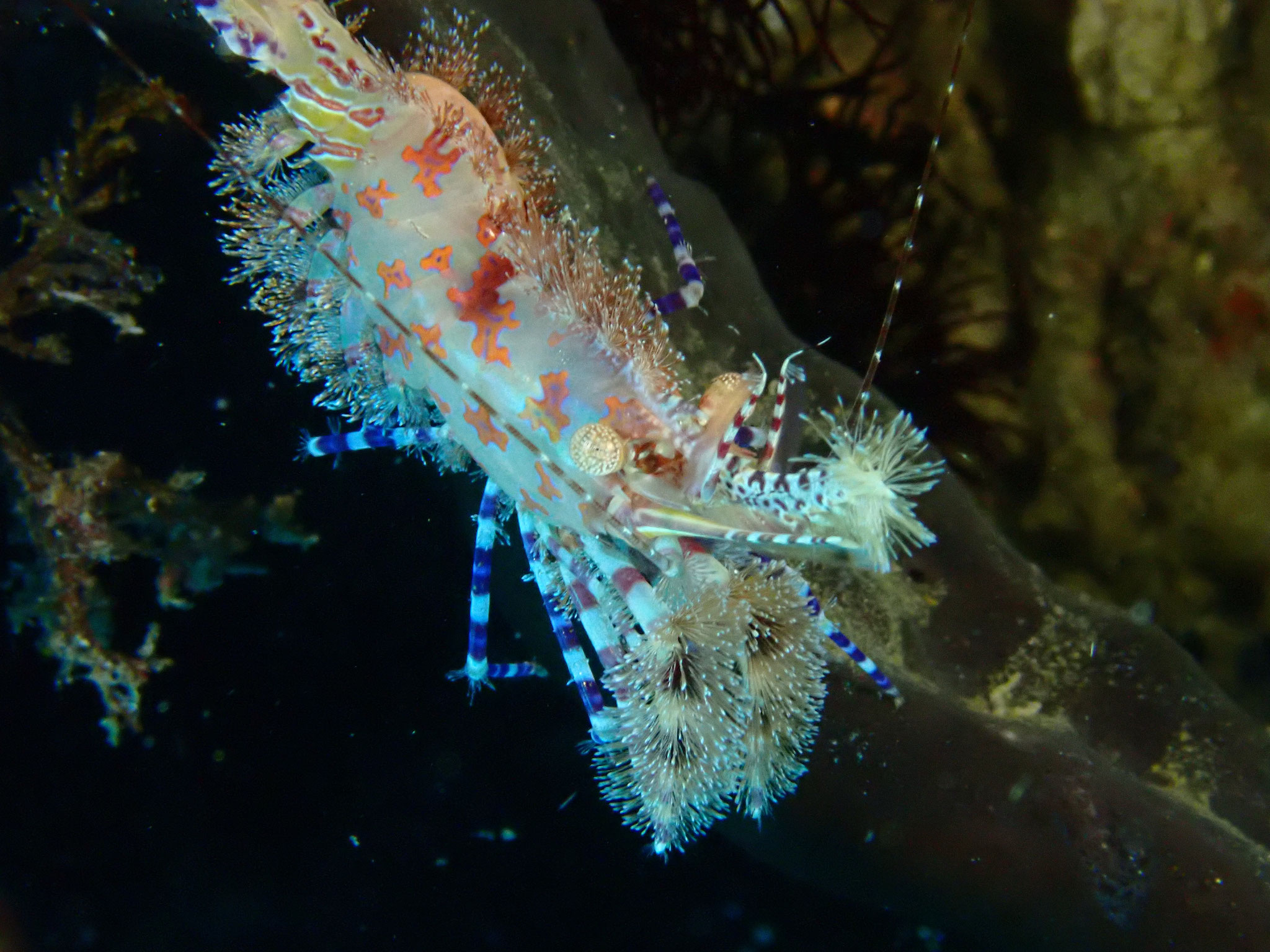 Saron marbré Saron marmoratus 