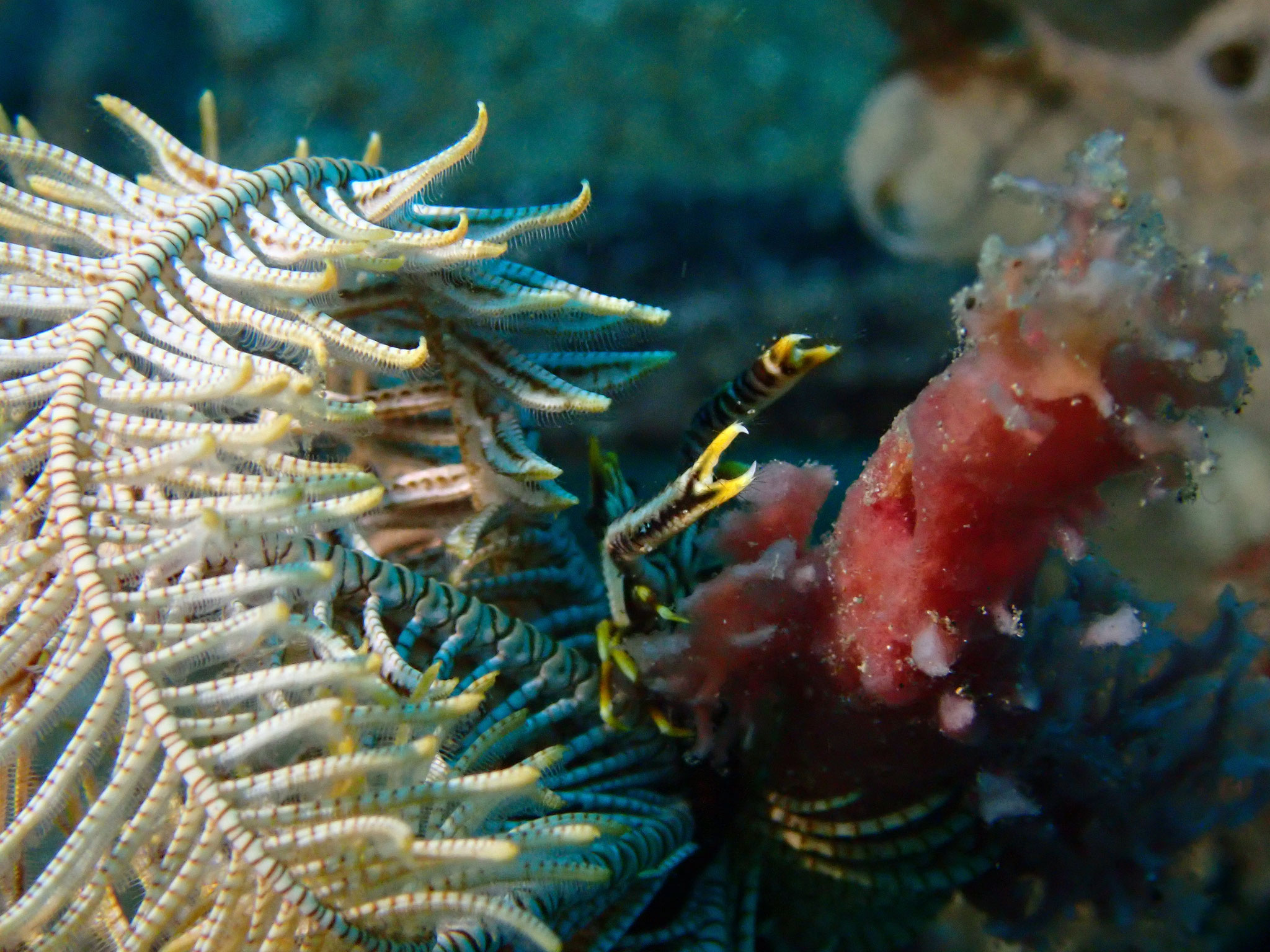Crevette commensale de comatule Laomenes sp.