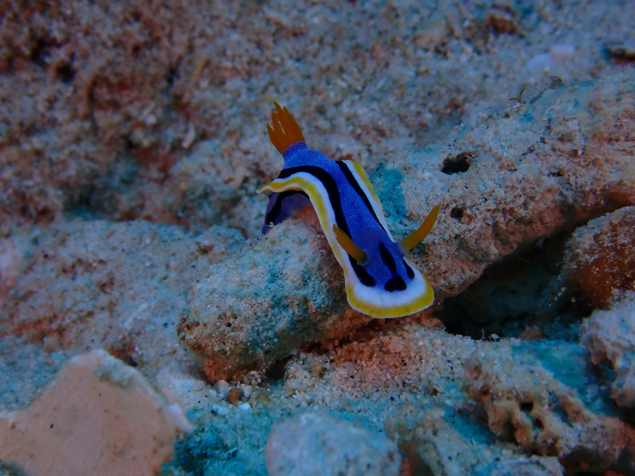 Chromodoris annae