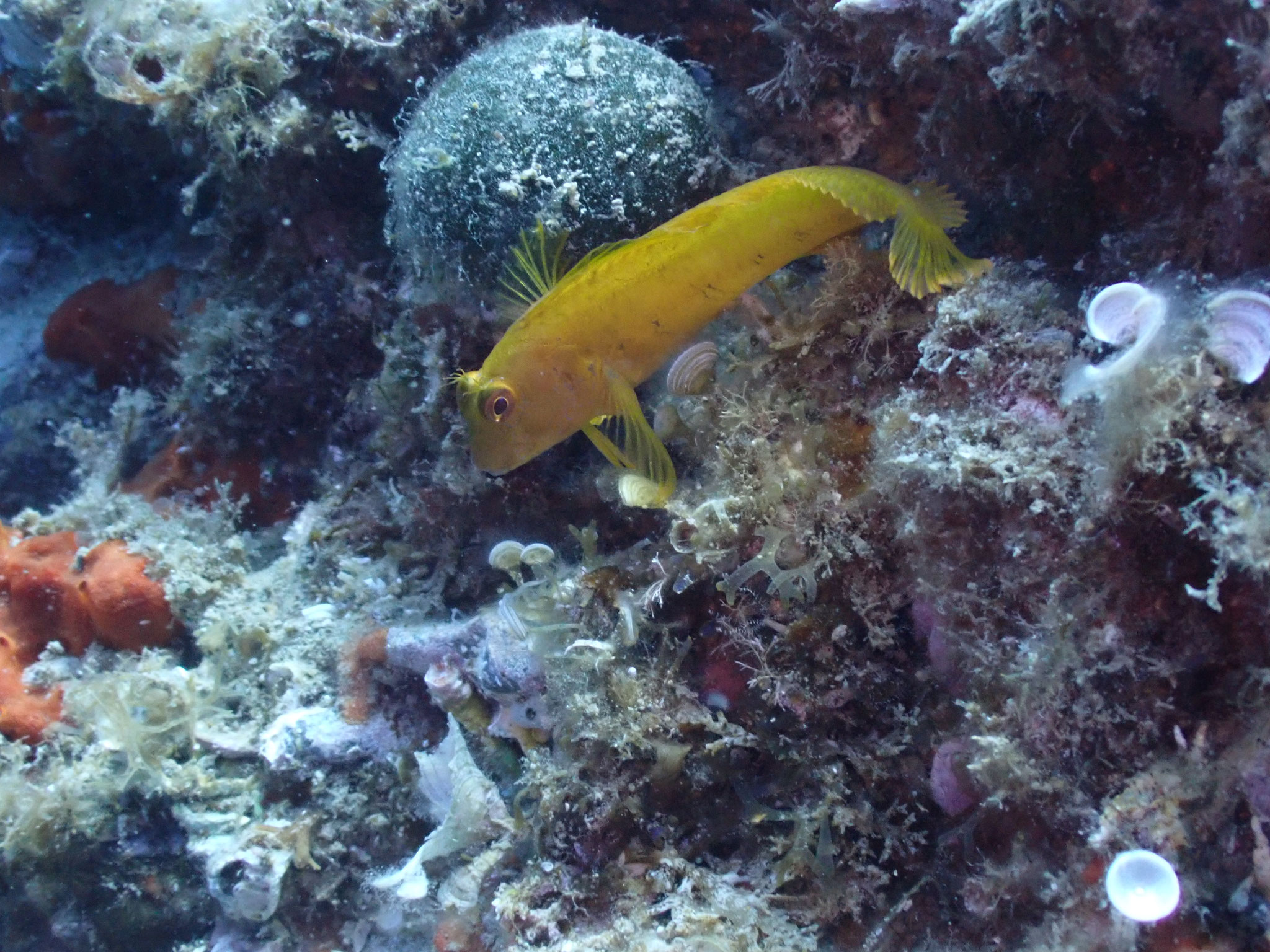 Triptérygion jaune Tripterygion delaisi