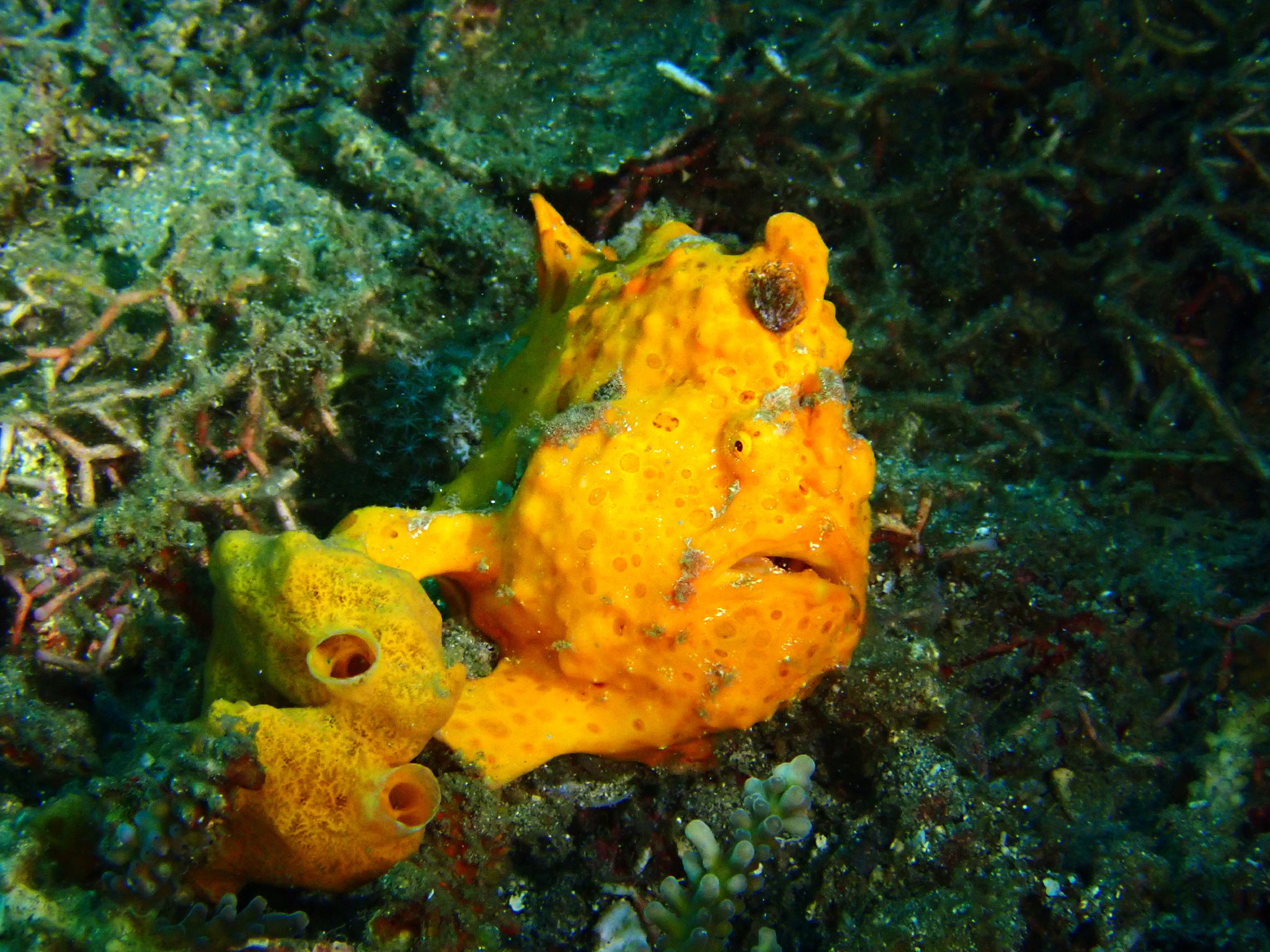 Antennarius pictus