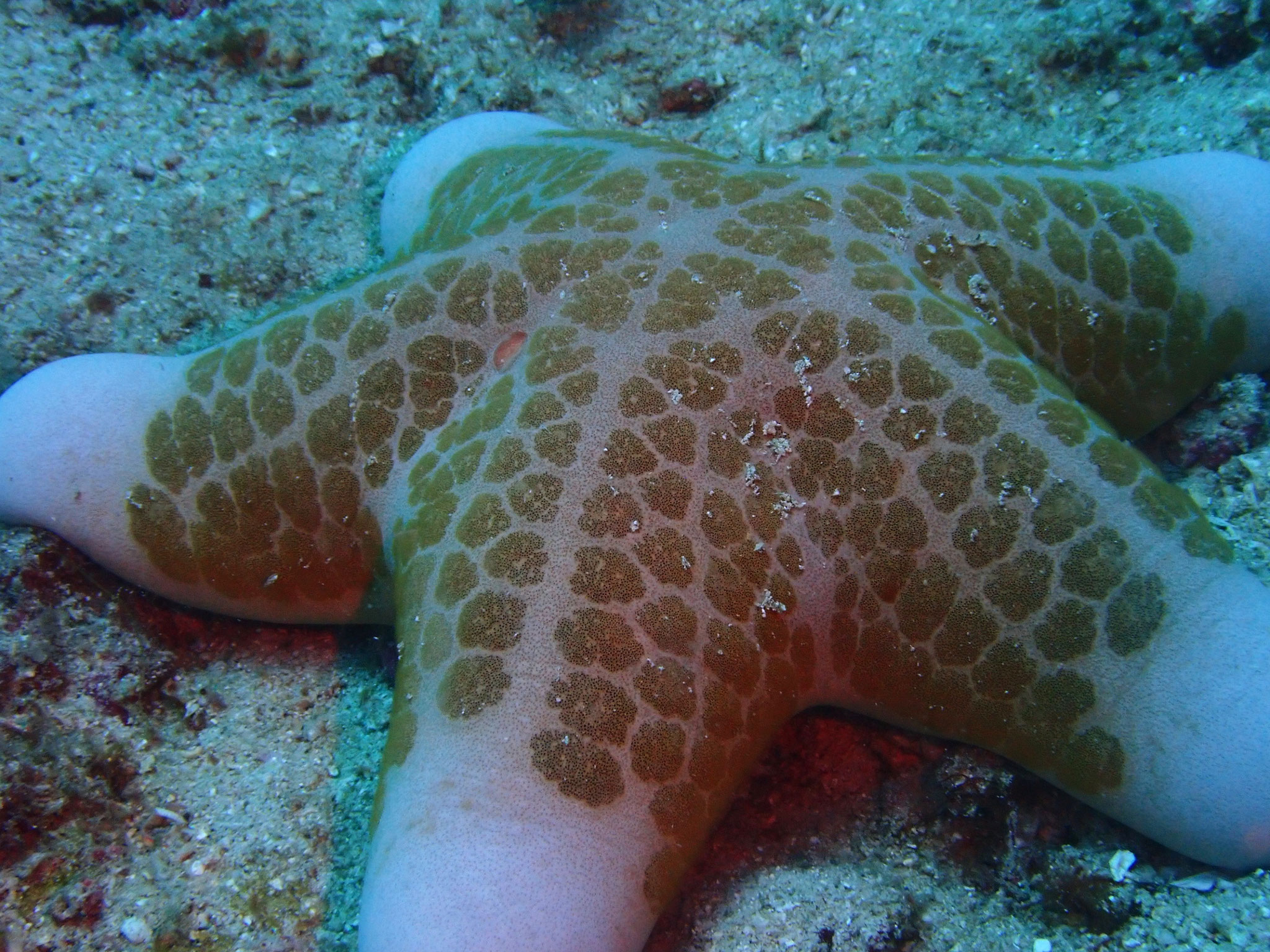Etoile-coussin granuleuse Choriaster granulatus