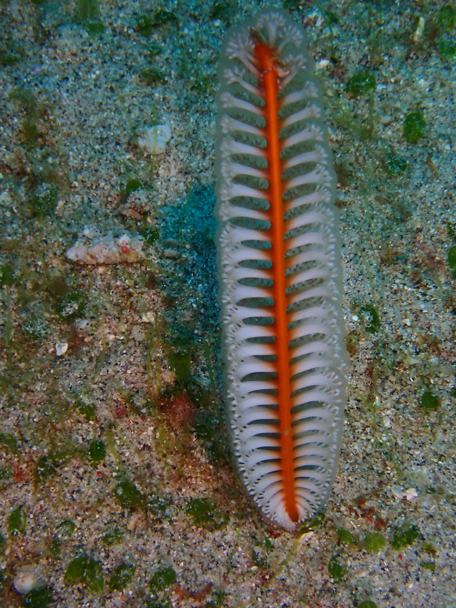 Pennatule