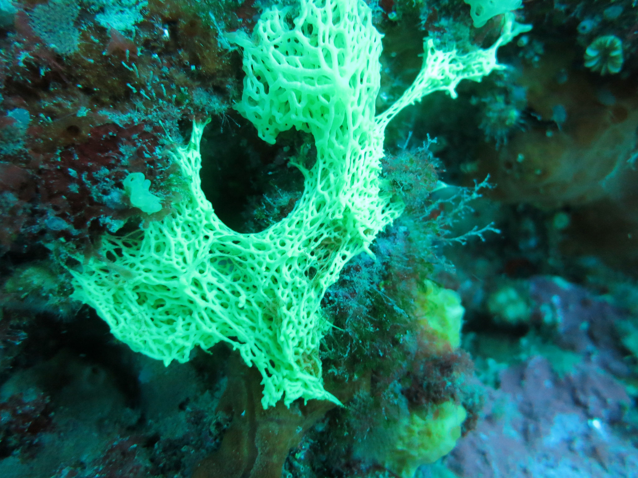 Clathrine jaune Clathrina clathrus