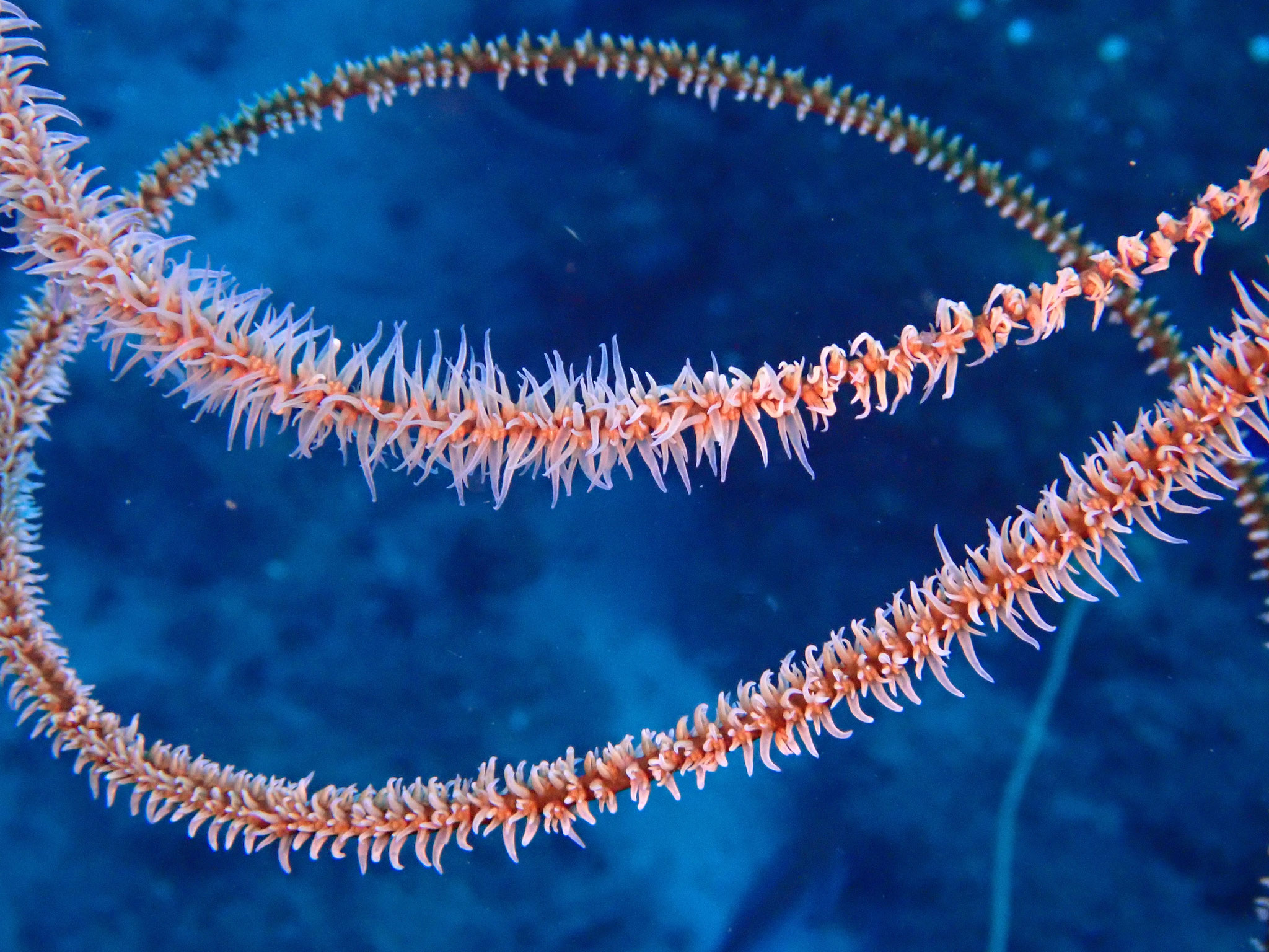 Corail fil de fer Stichopathes lutkeni - Martinique