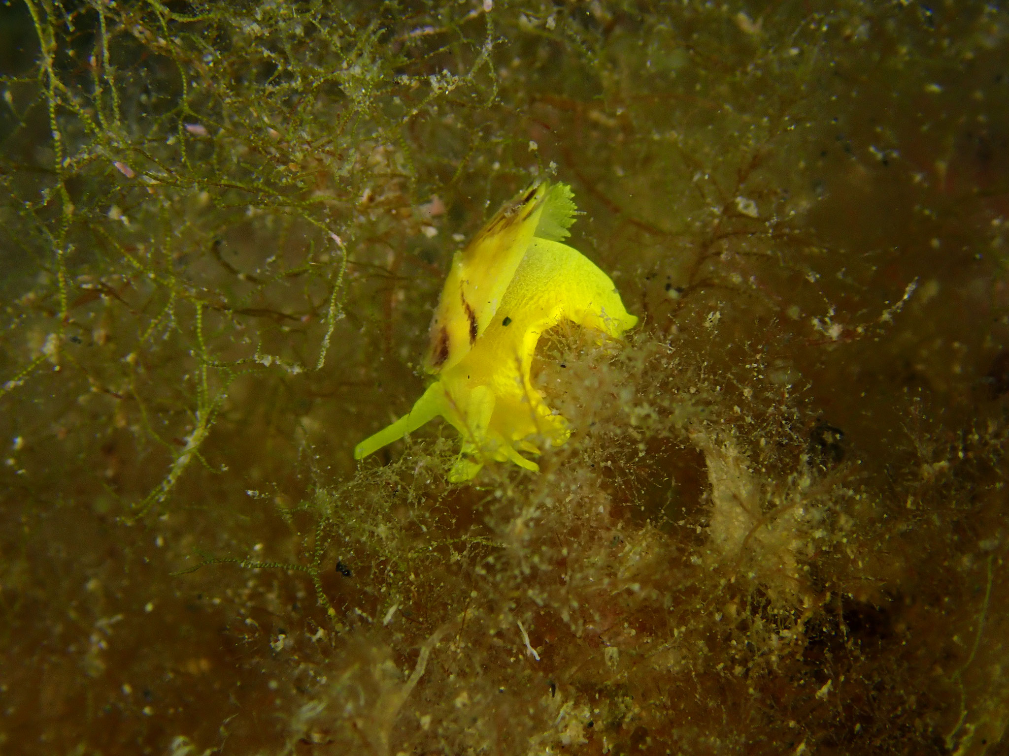 Tylodine jaune Tylodina perversa