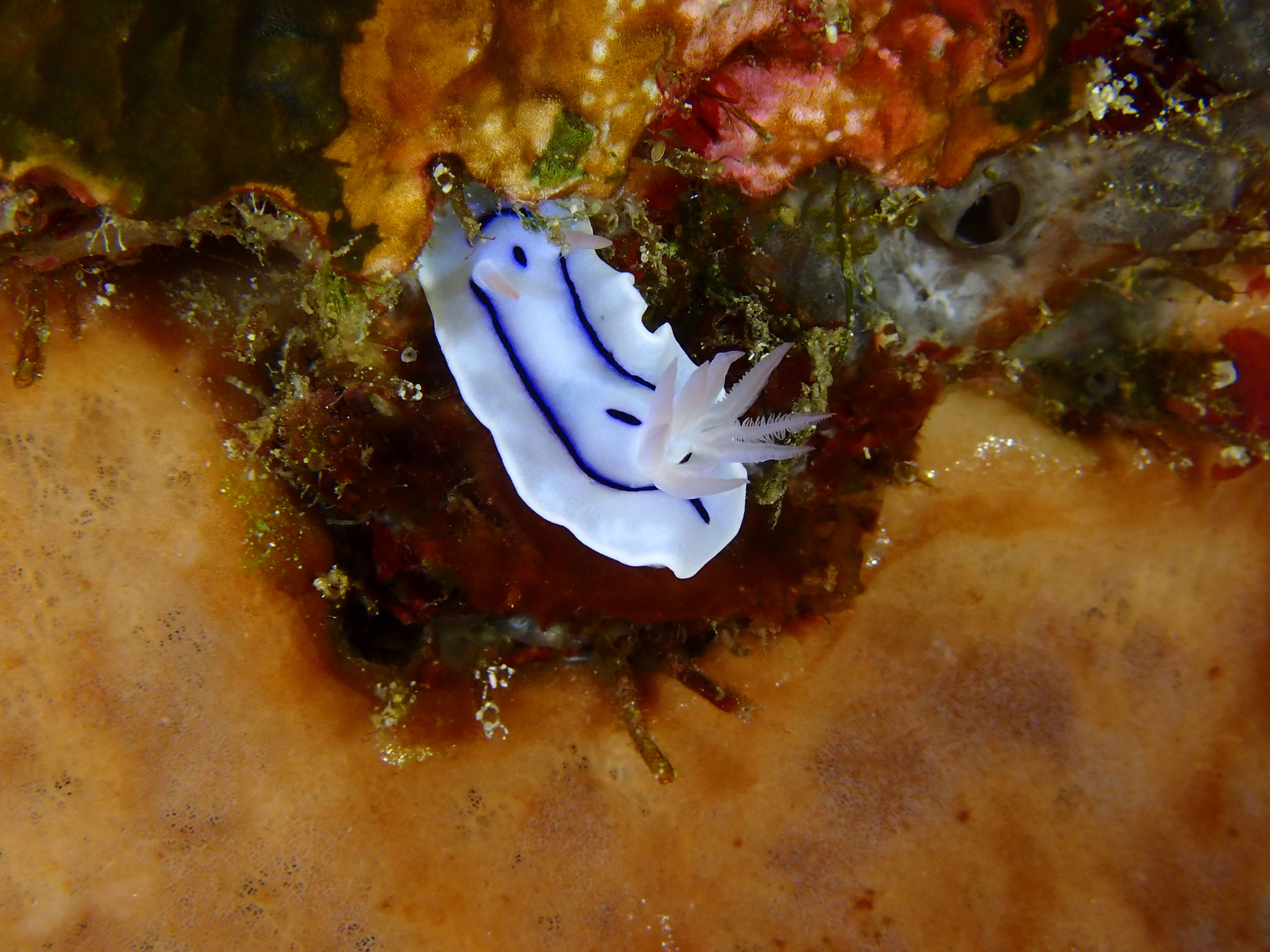 Chromodoris de lochi Chromodoris lochi