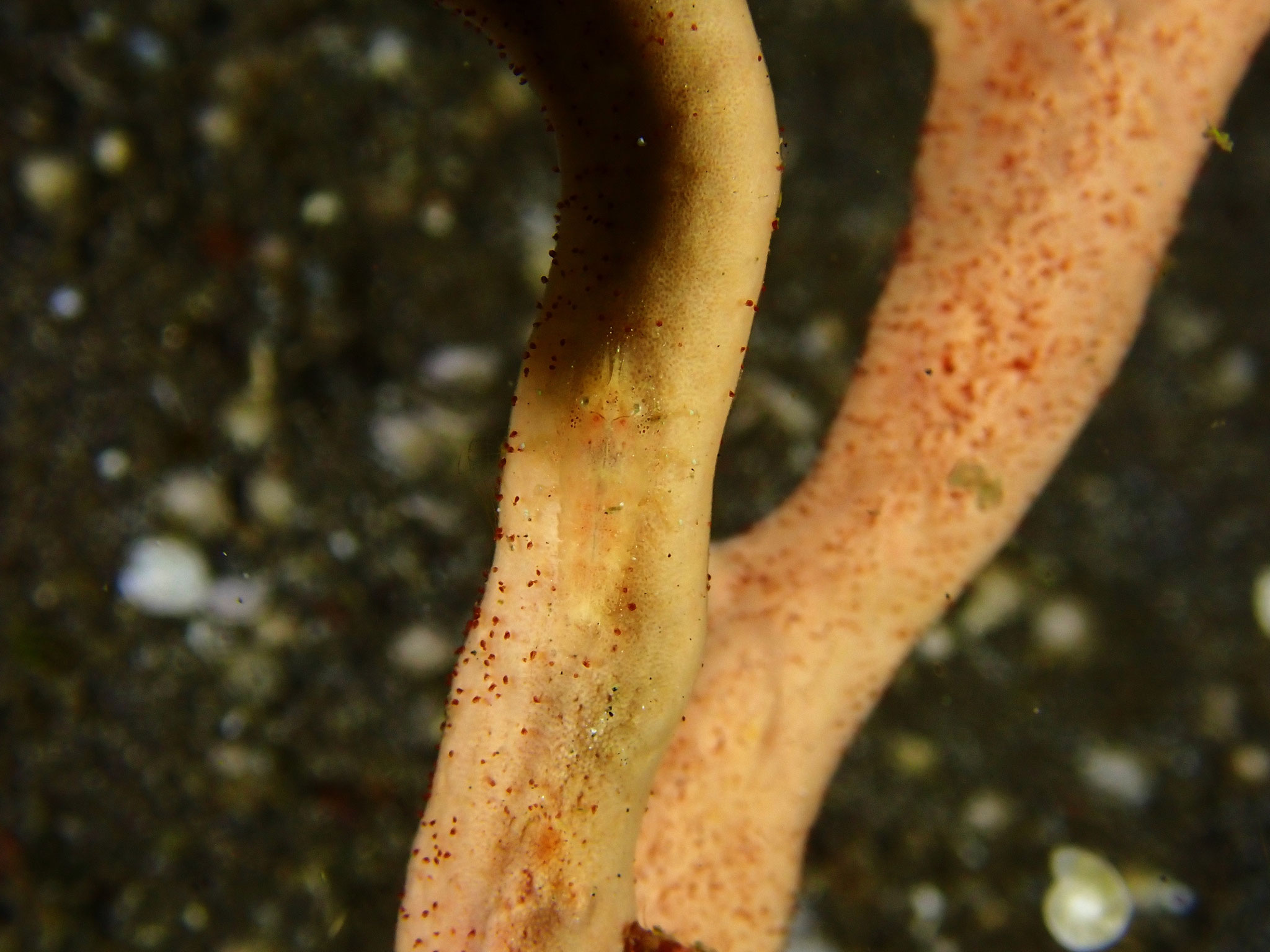 Crevette Paron Gelastocaris paronae