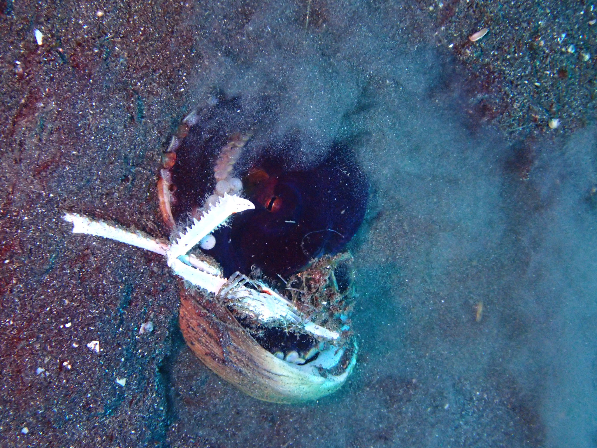 Poulpe veiné ou poulpe noix de coco Amphioctopus marginatus