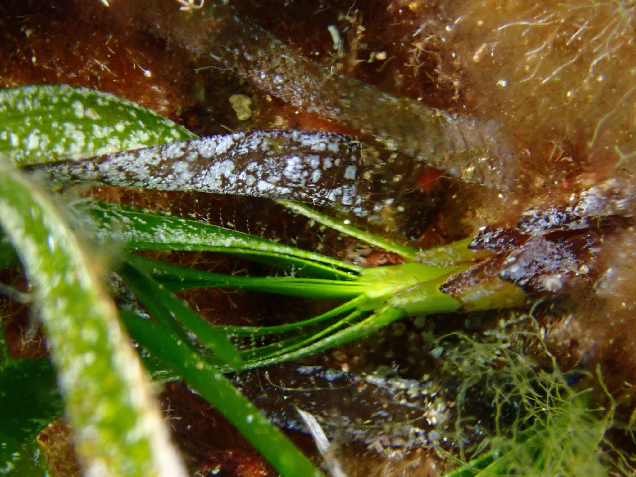Posidonie Posidonia oceanica, Incantu