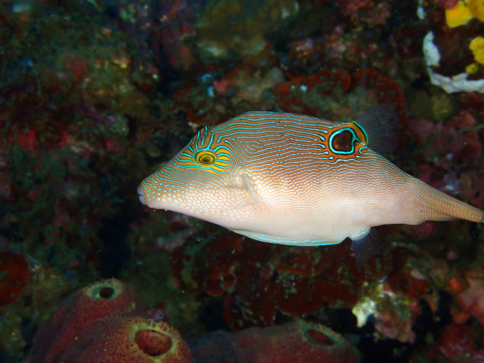 Canthigaster compressa