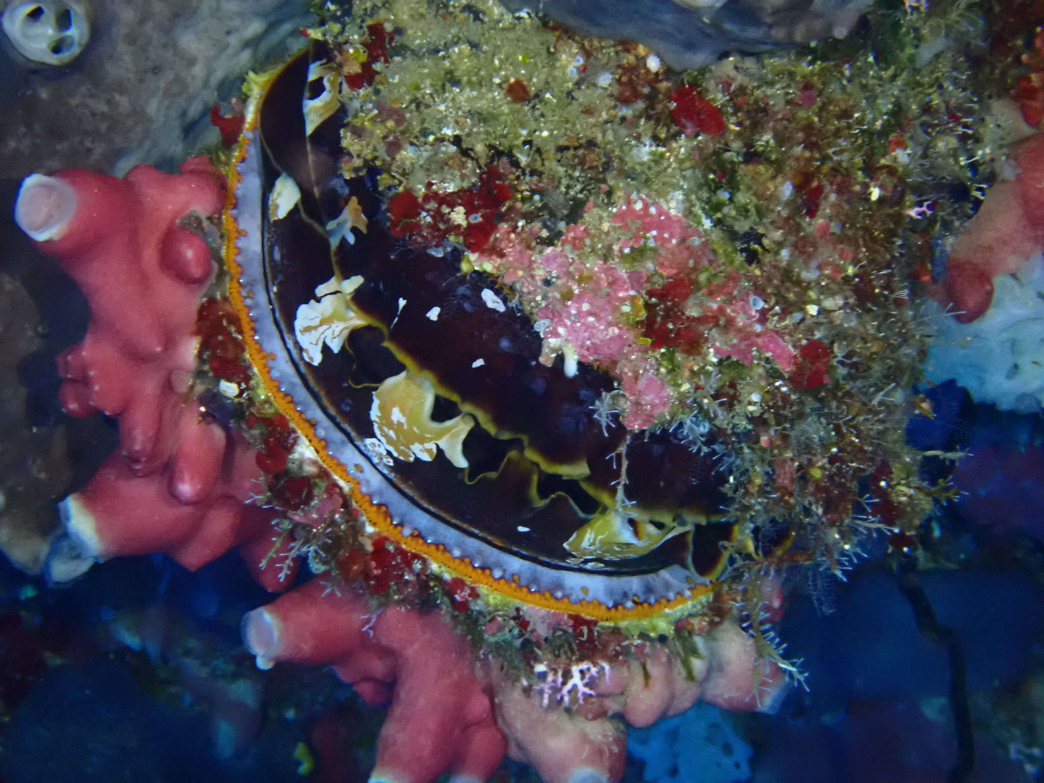 Spondyle variable Spondylus varius