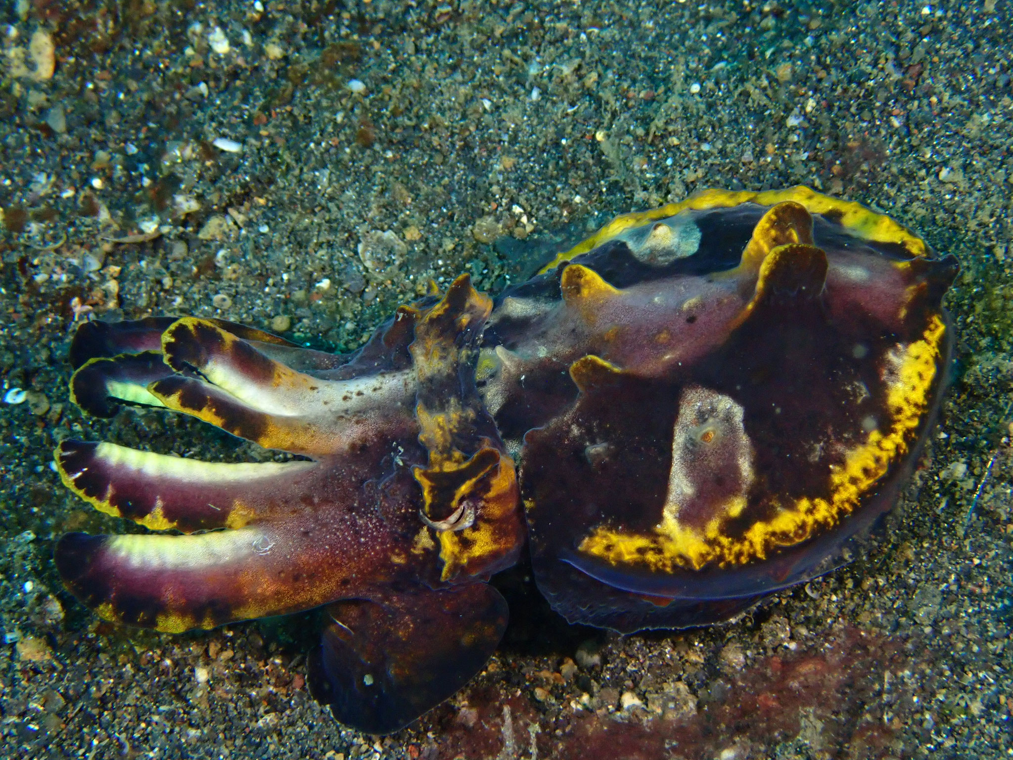 Seiche flamboyante Metasepia pfefferi 