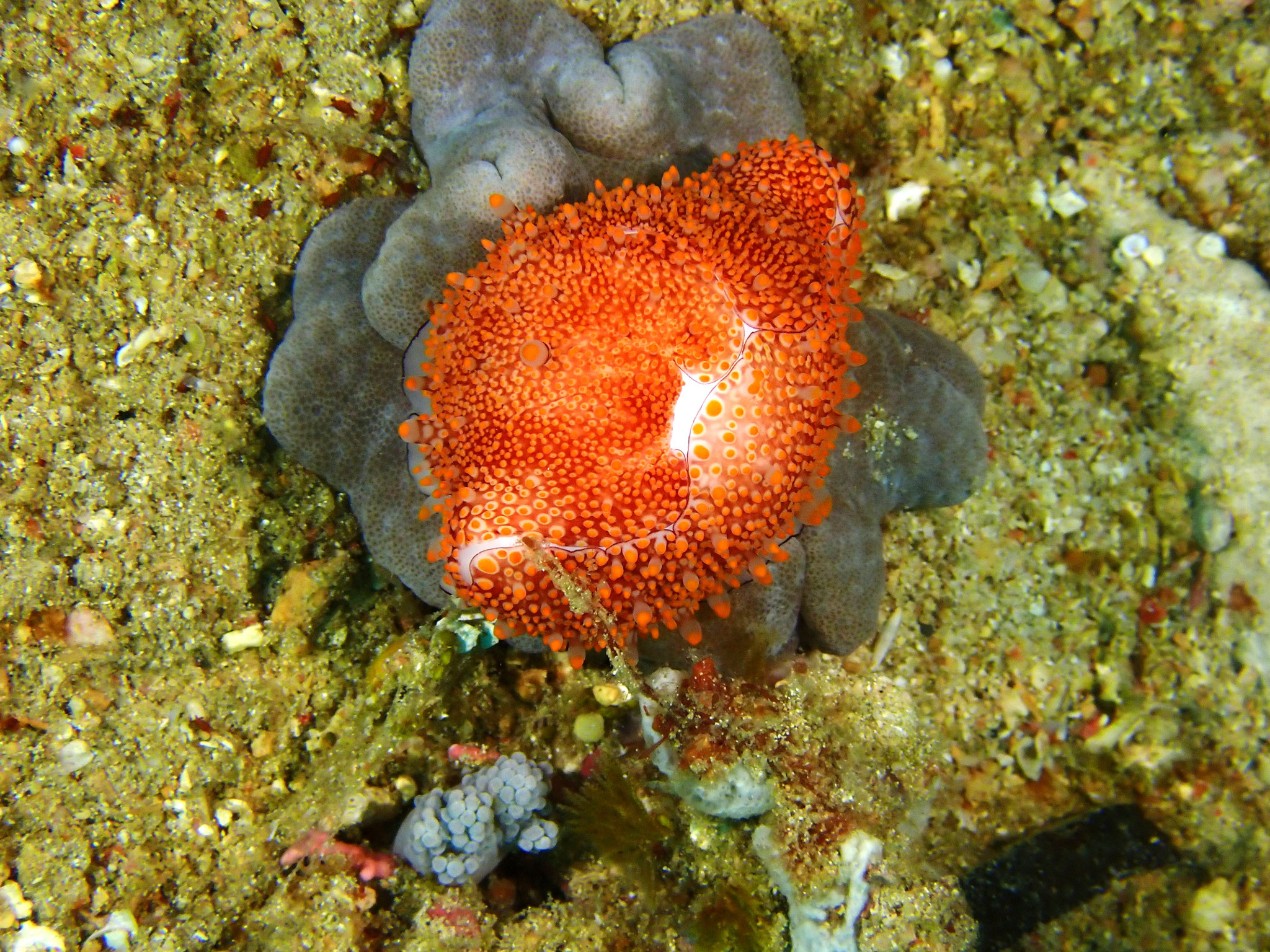 Ovula costellata