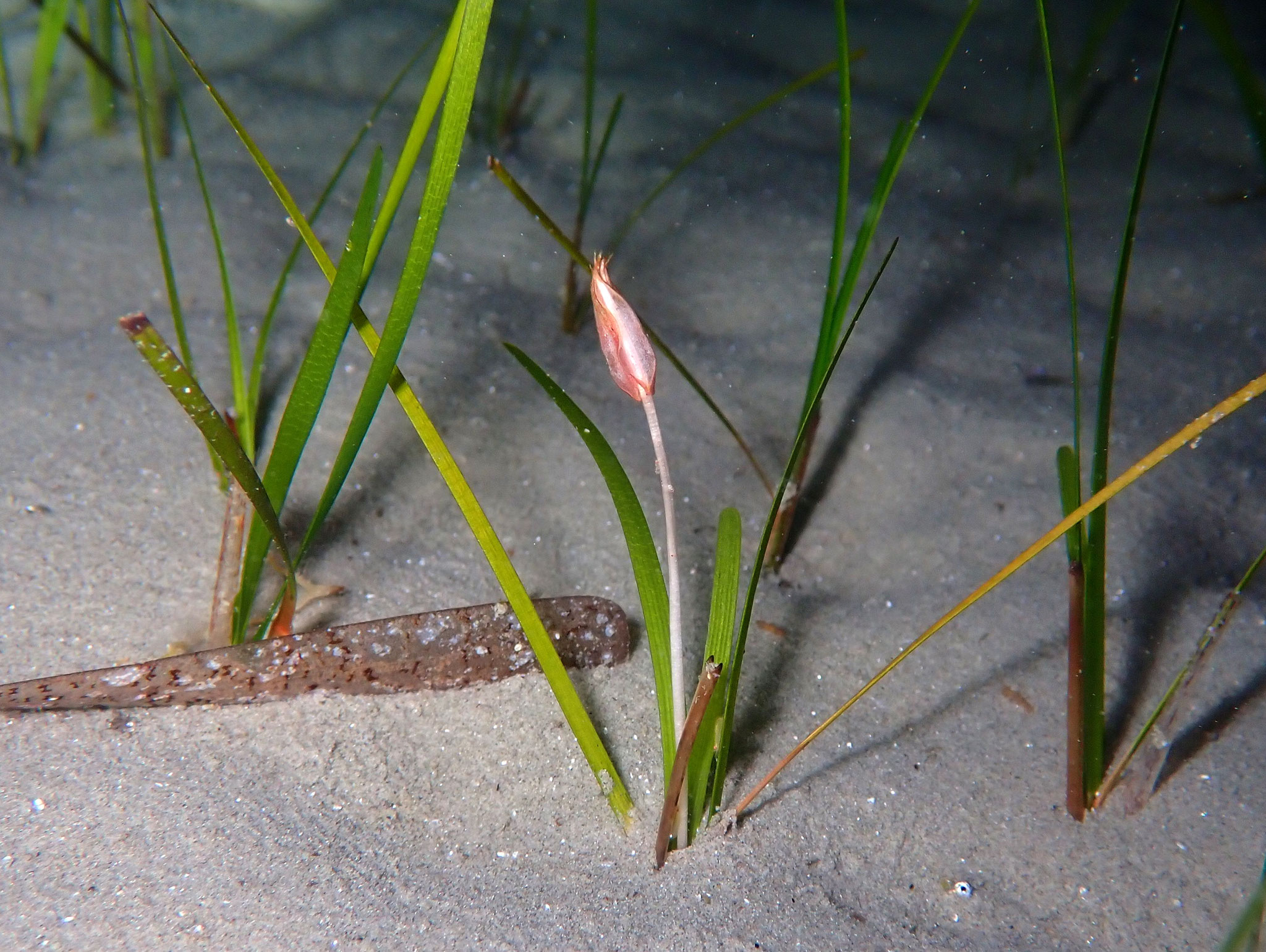 Cymodocée Cymodocea nodosa  © Sylvain Le Bris