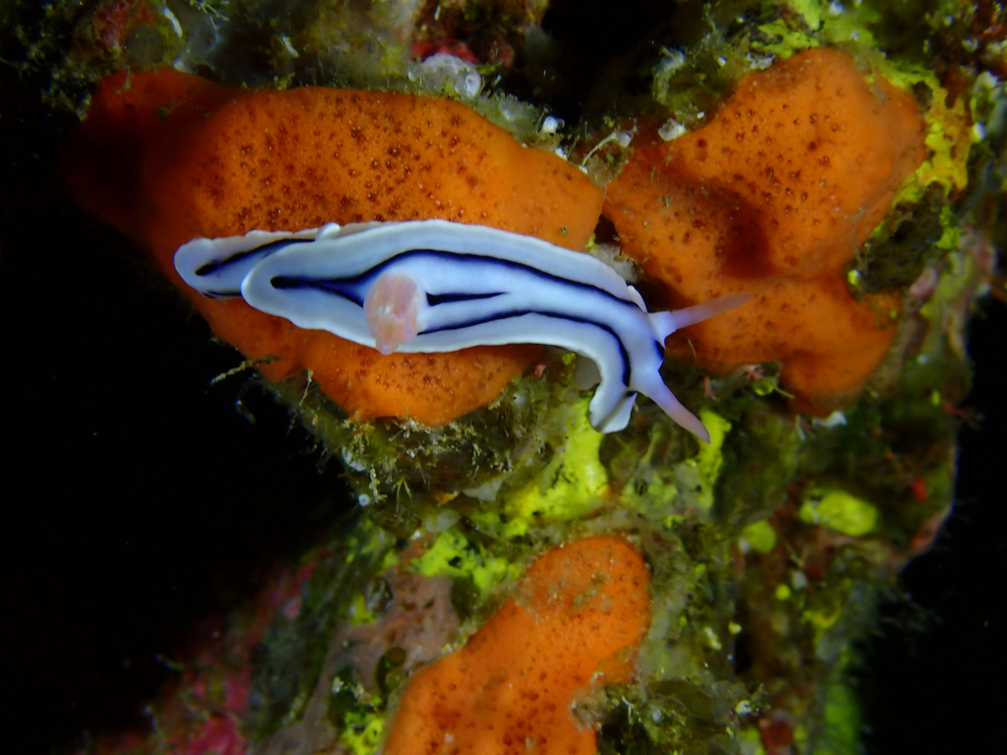 Doris de Lochi Chromodoris lochi