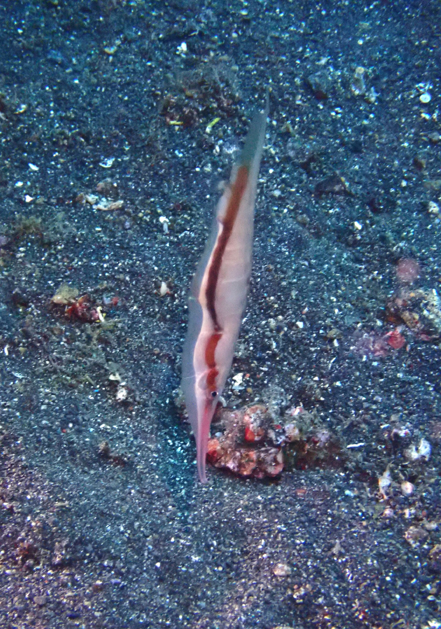 Aeoliscus trigatus