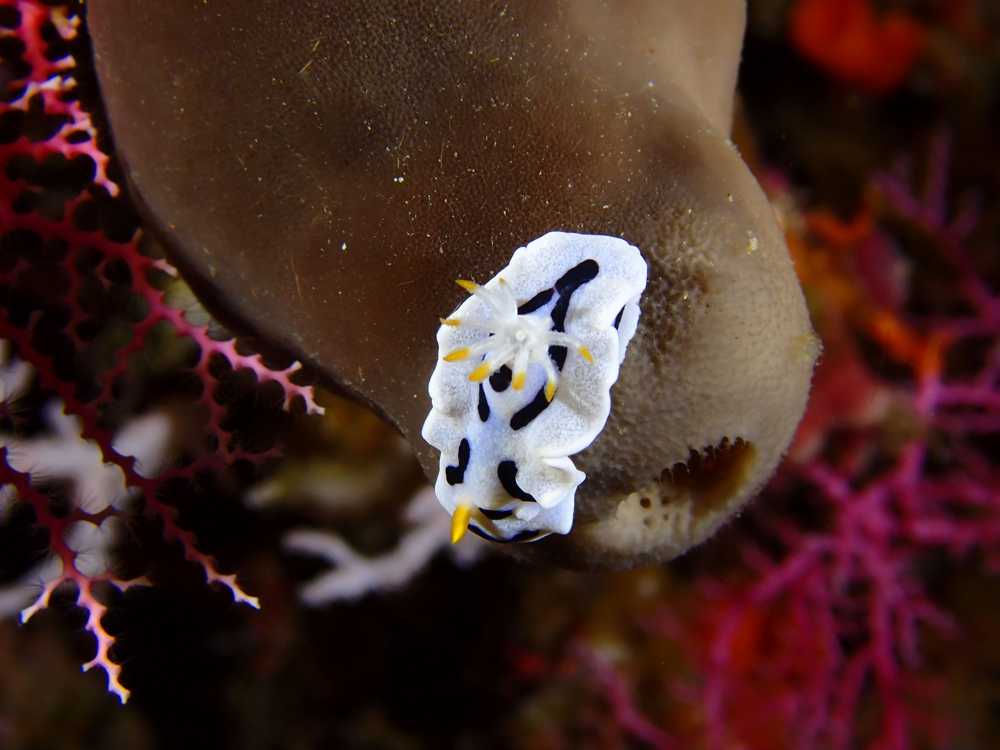 Doris de Diane Chromodoris dianae