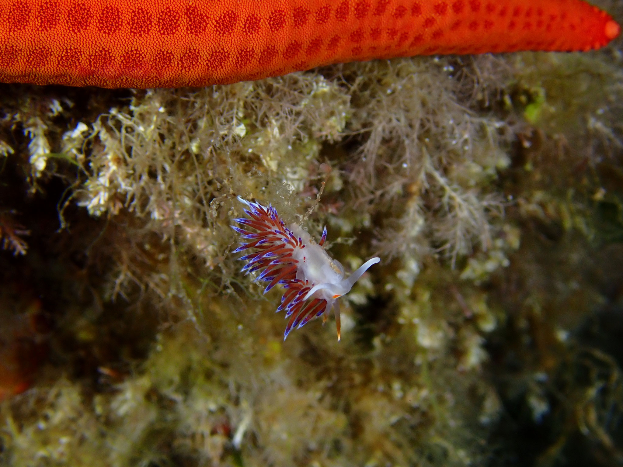 Hervia Cratena peregrina, Incantu