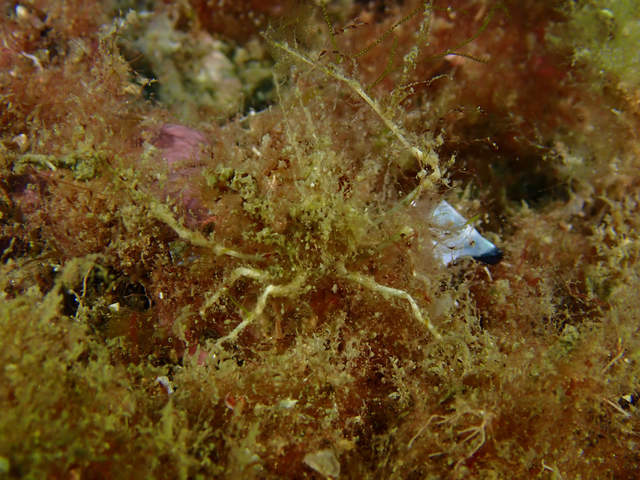 Macropode de Linares (proposition) Macropodia linaresi