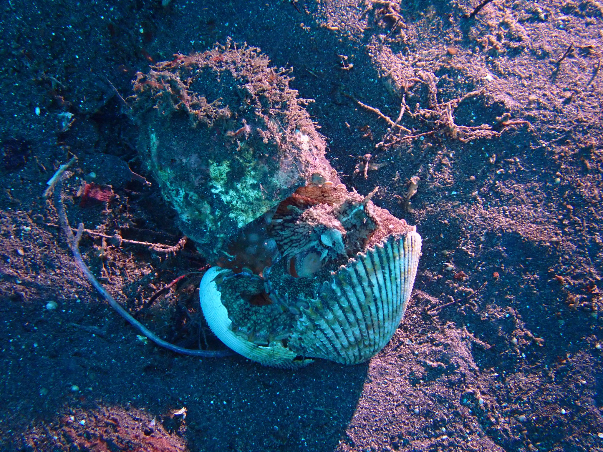 Poulpe veiné ou poulpe noix de coco Amphioctopus marginatus