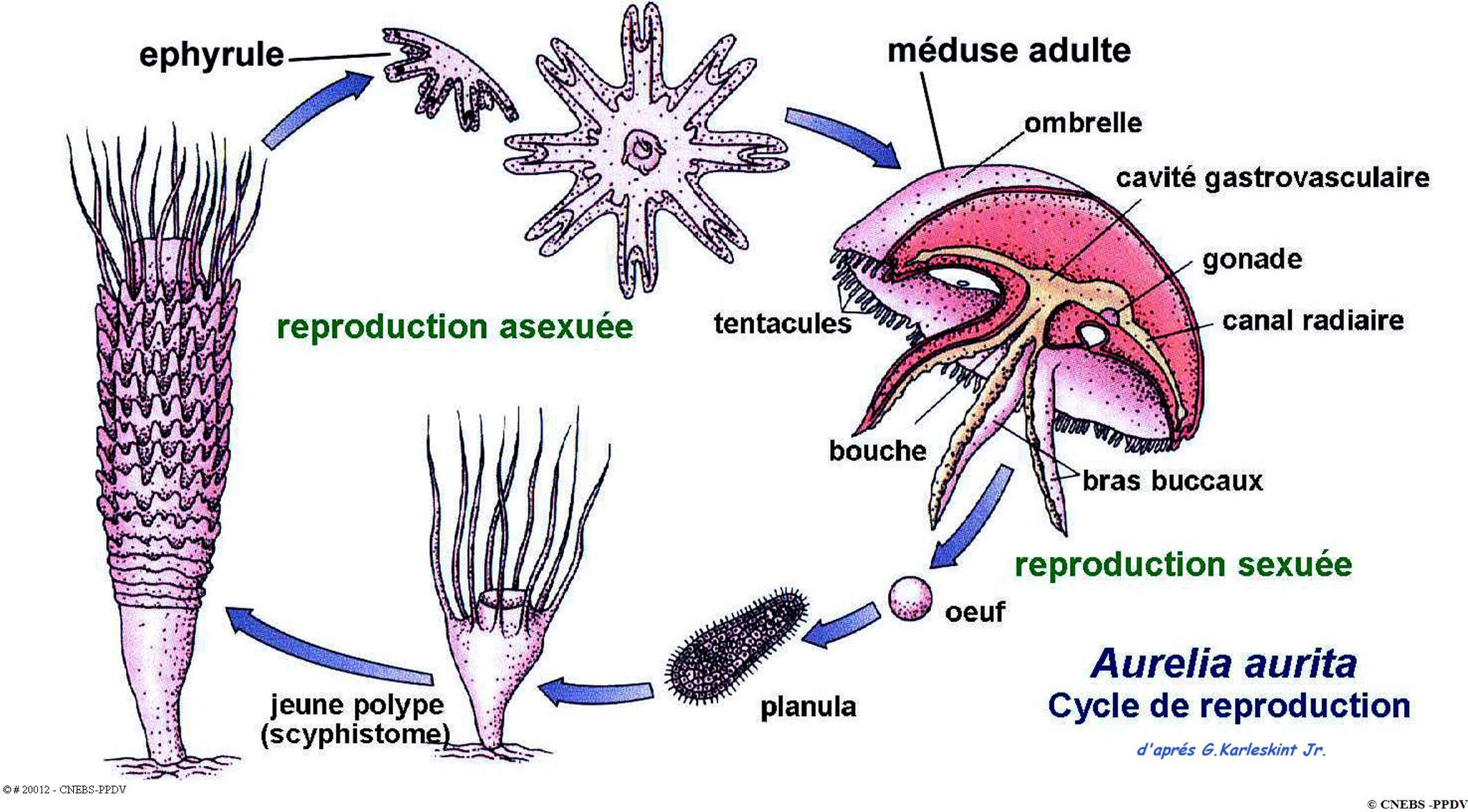 cycle de reproduction d'Aurelia aurita