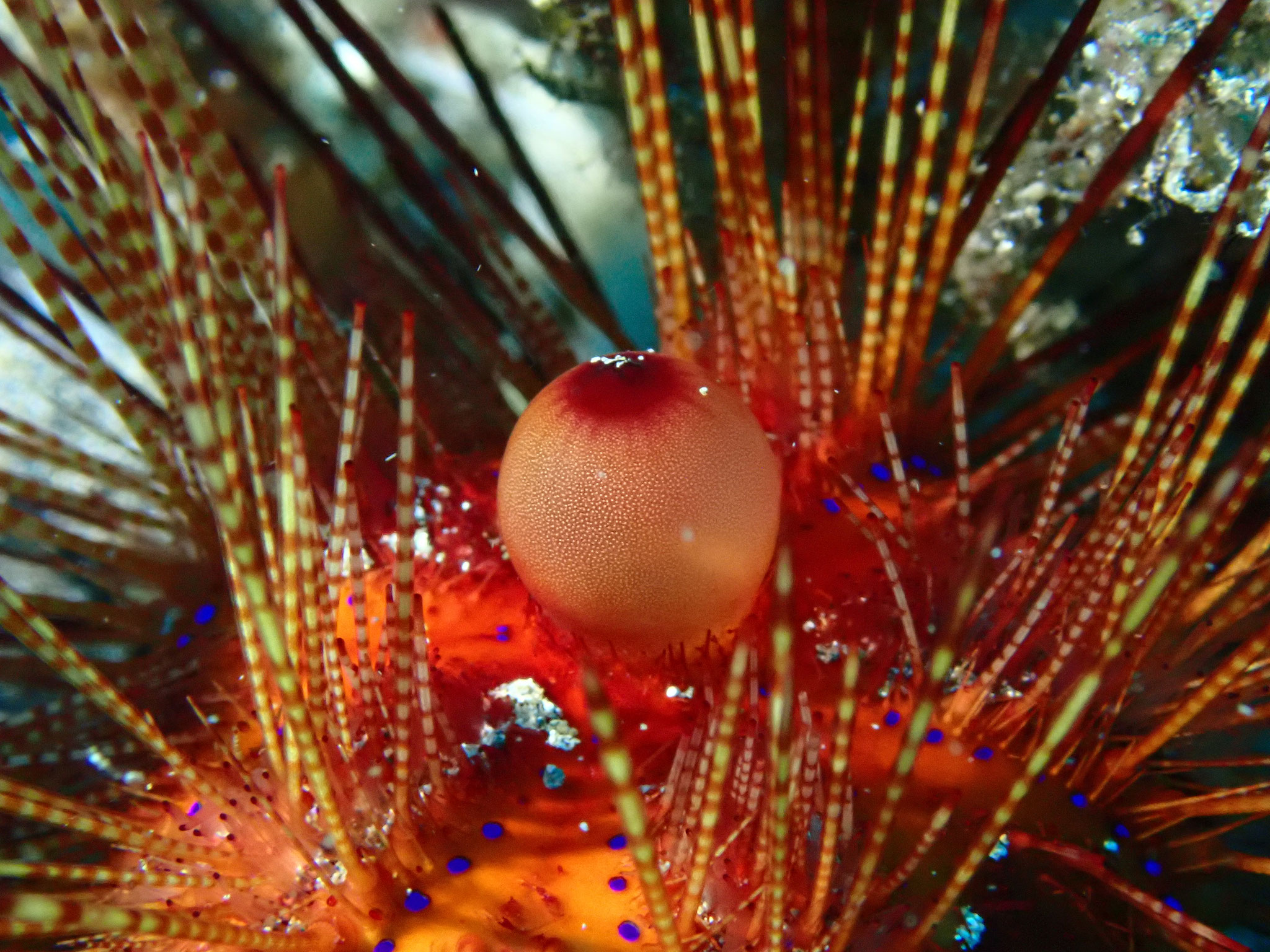 Oursin rouge Astropyga radiata