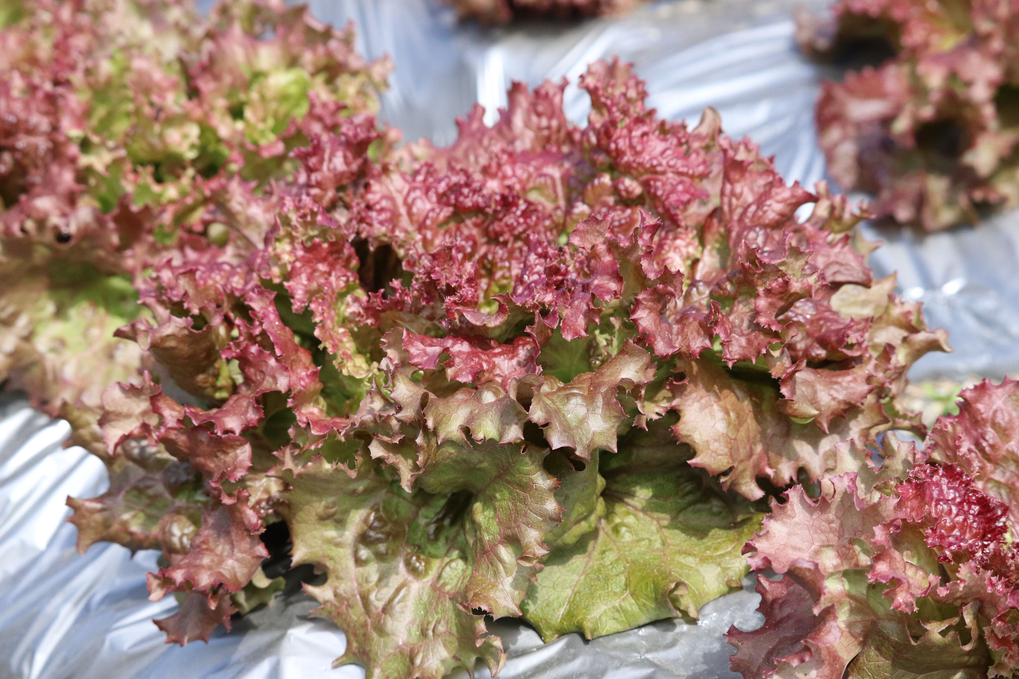 気になる対象商品 小澤農場～医食野菜～さま専用 大小混合