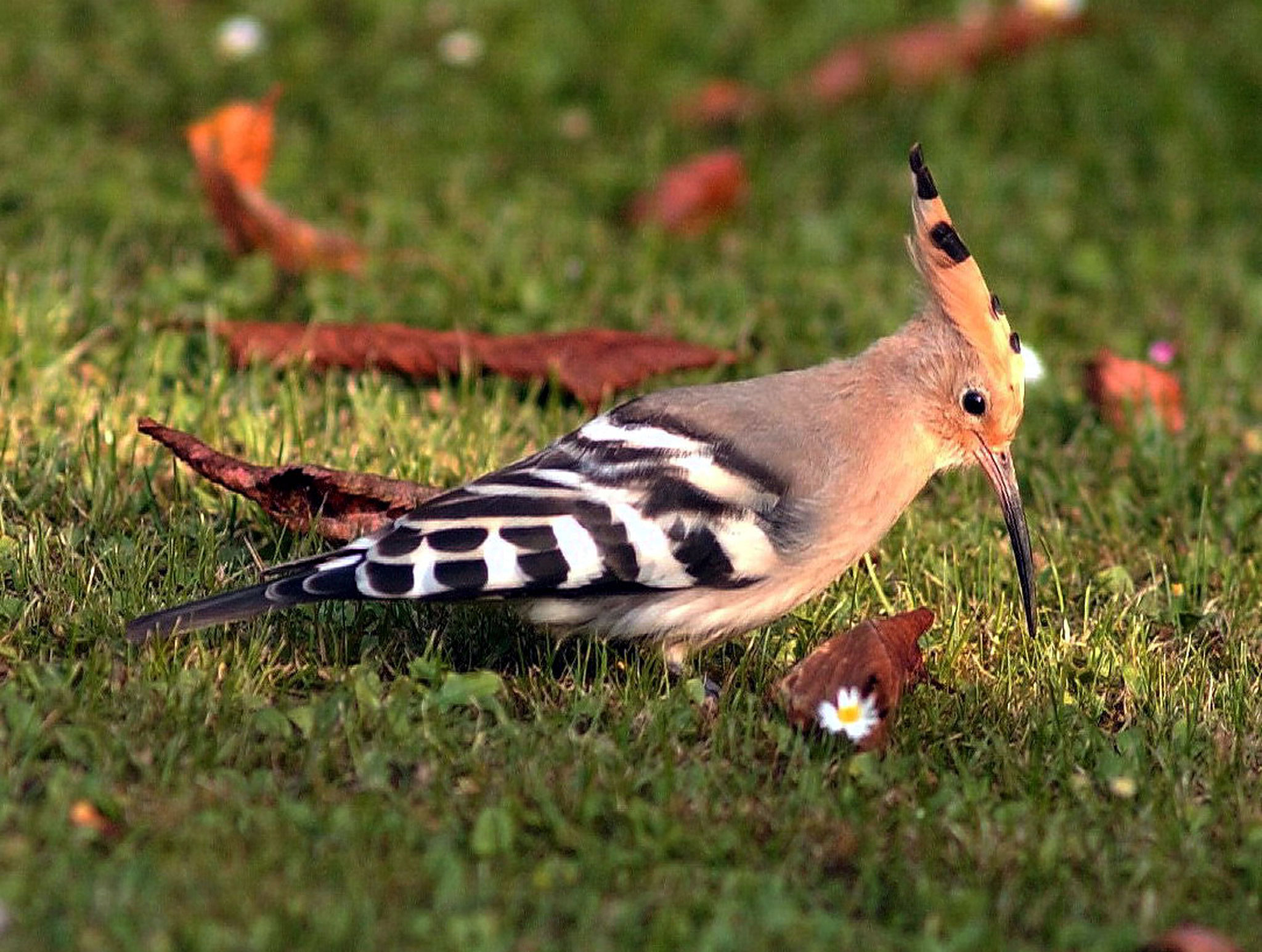 " méme quand l'oiseau marche on sent qu'il a des ailes "     Antoine Marin Lemierre (Photo F. Fourcade)