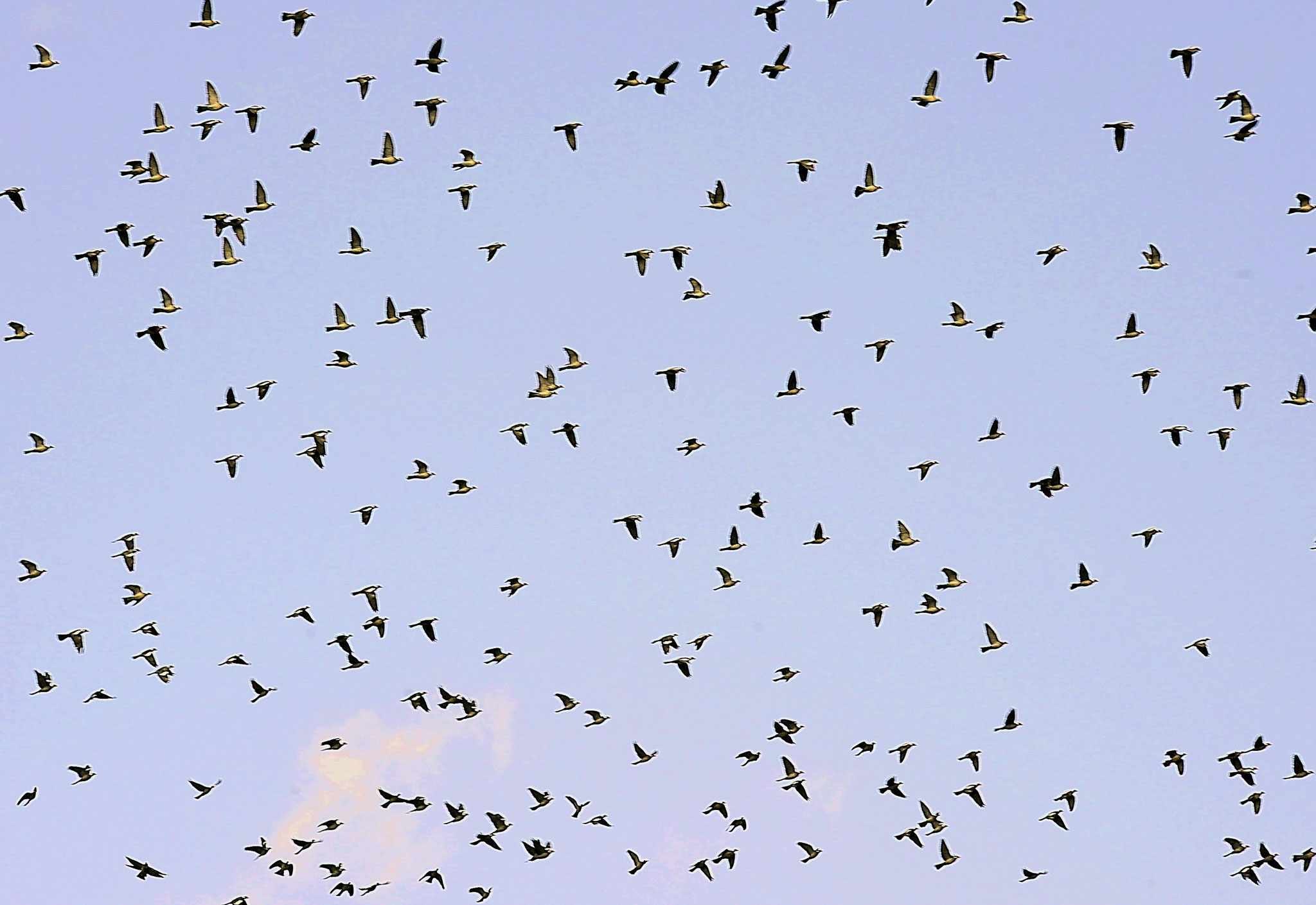  " il y a eu des vols d'oiseaux ,des courants d'air , des migraines qui ont décidé du sort du monde "   Ernest Renan  (Photo F. Fourcade)