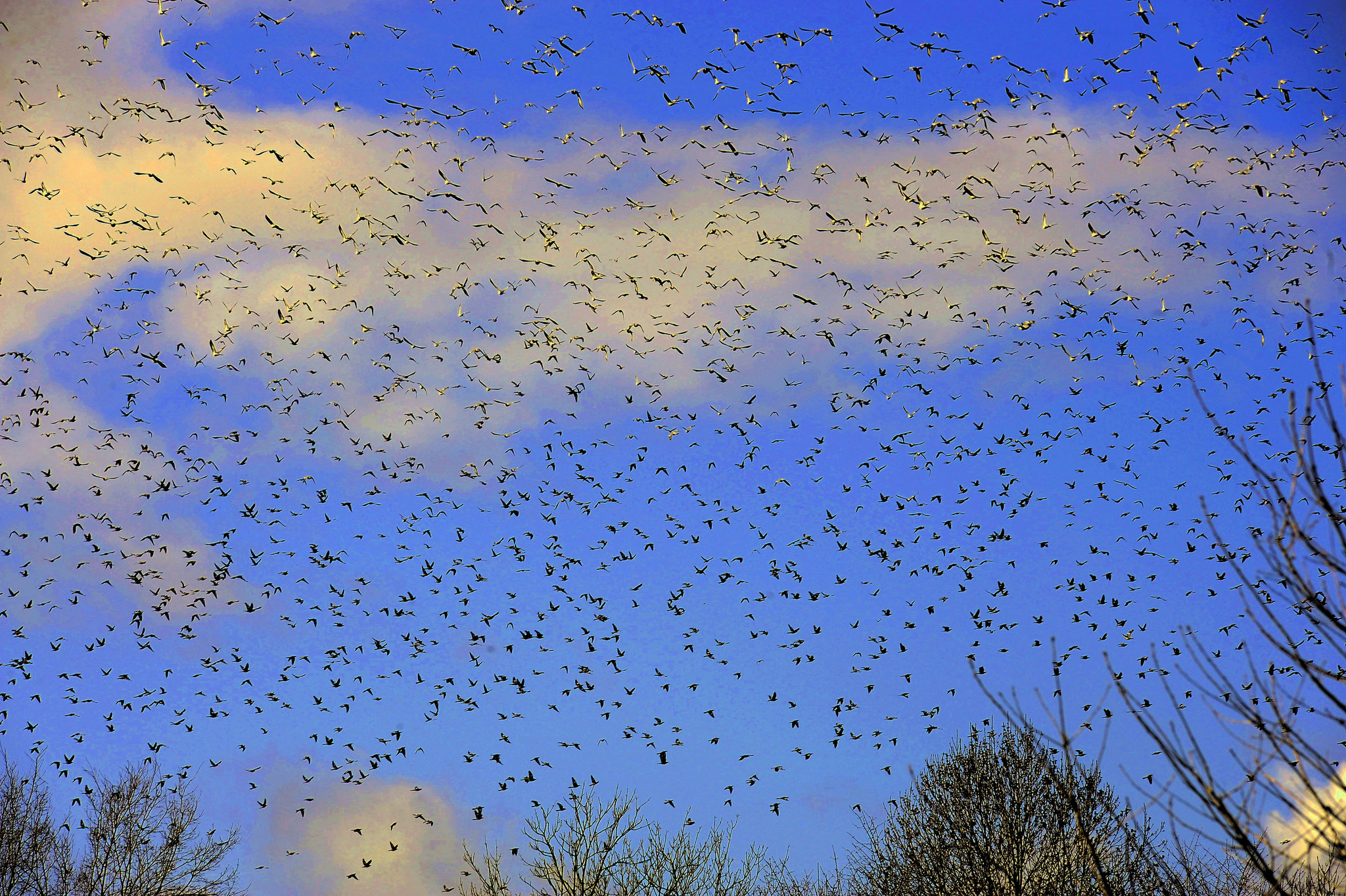 " qu'y a-t-il de plus beau q'un vol d'oiseaux libres qui vole vers le soleil "     Jean vanHhamme (Photo F. Fourcade)