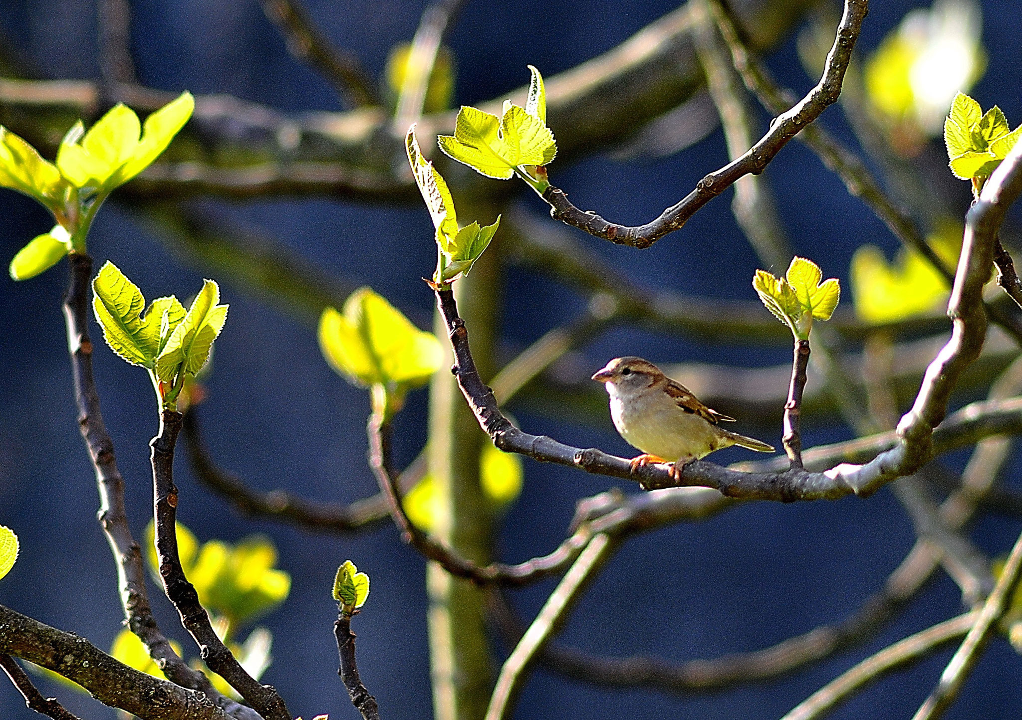 L'oiseau ne fait jamais palabre avec l'arbre car il finit par s'y poser Proverbe Ivoirien (Photo F. Fourcade)