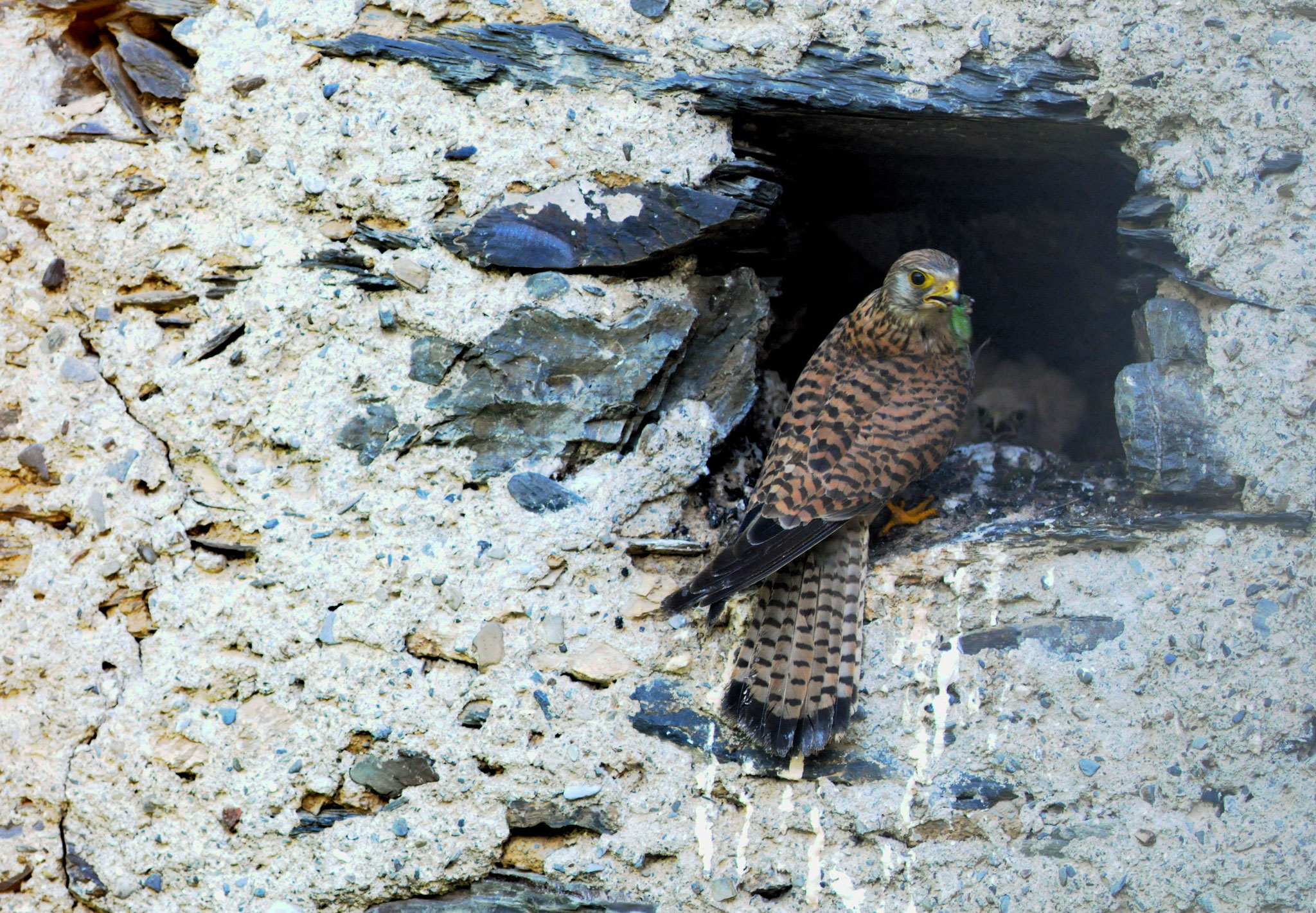  "je ne suis ni l'aile droite ,ni l'aile gauche je suis l'oiseau "      proverbe indien (Photo F. Fourcade)