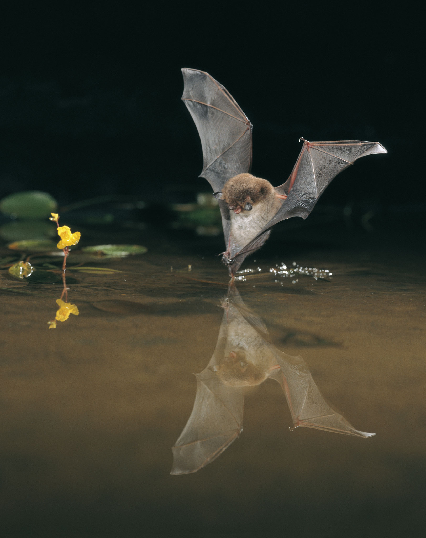 Wasserfledermaus auf Beutefang