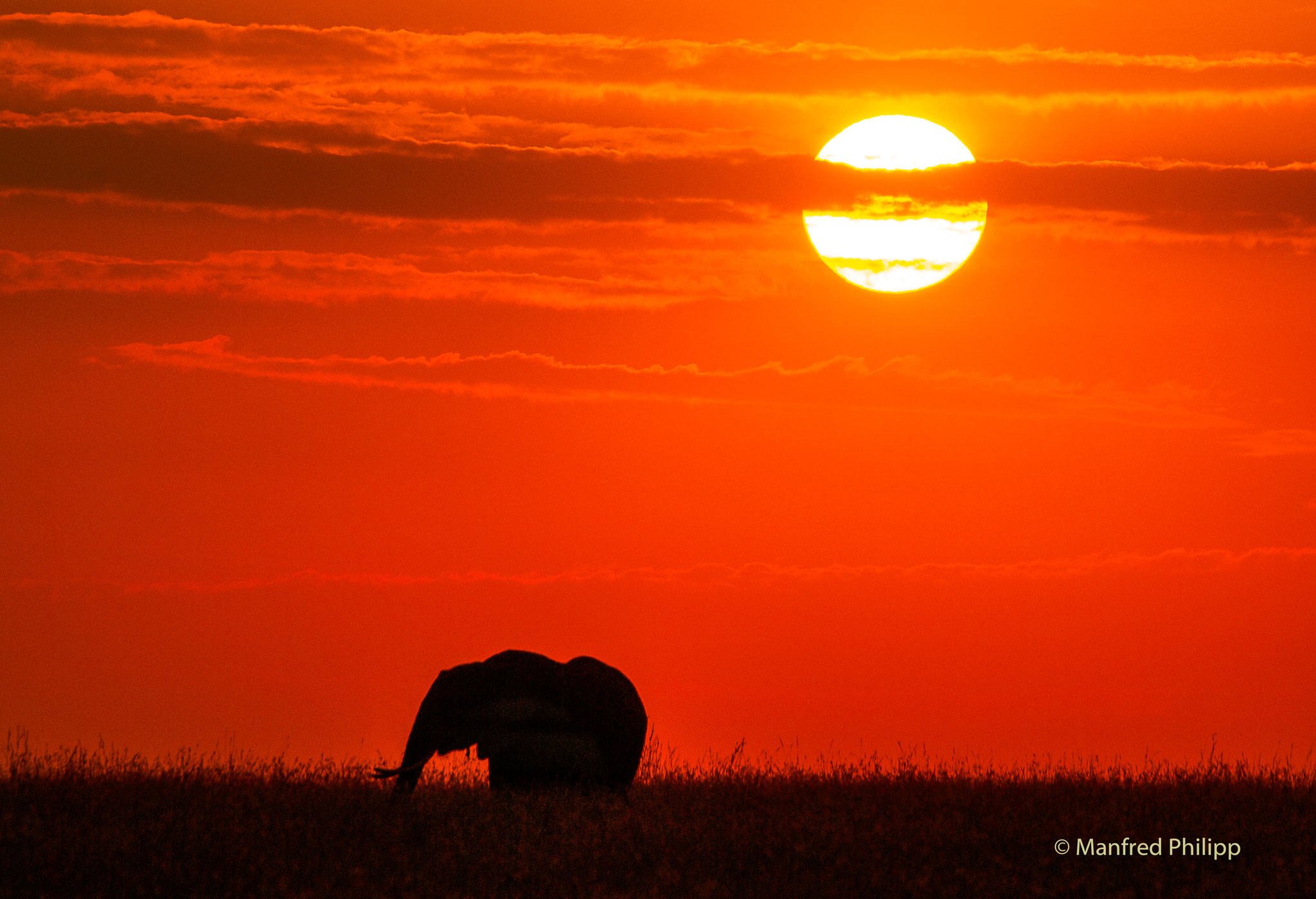 Elefant in der Morgensonne