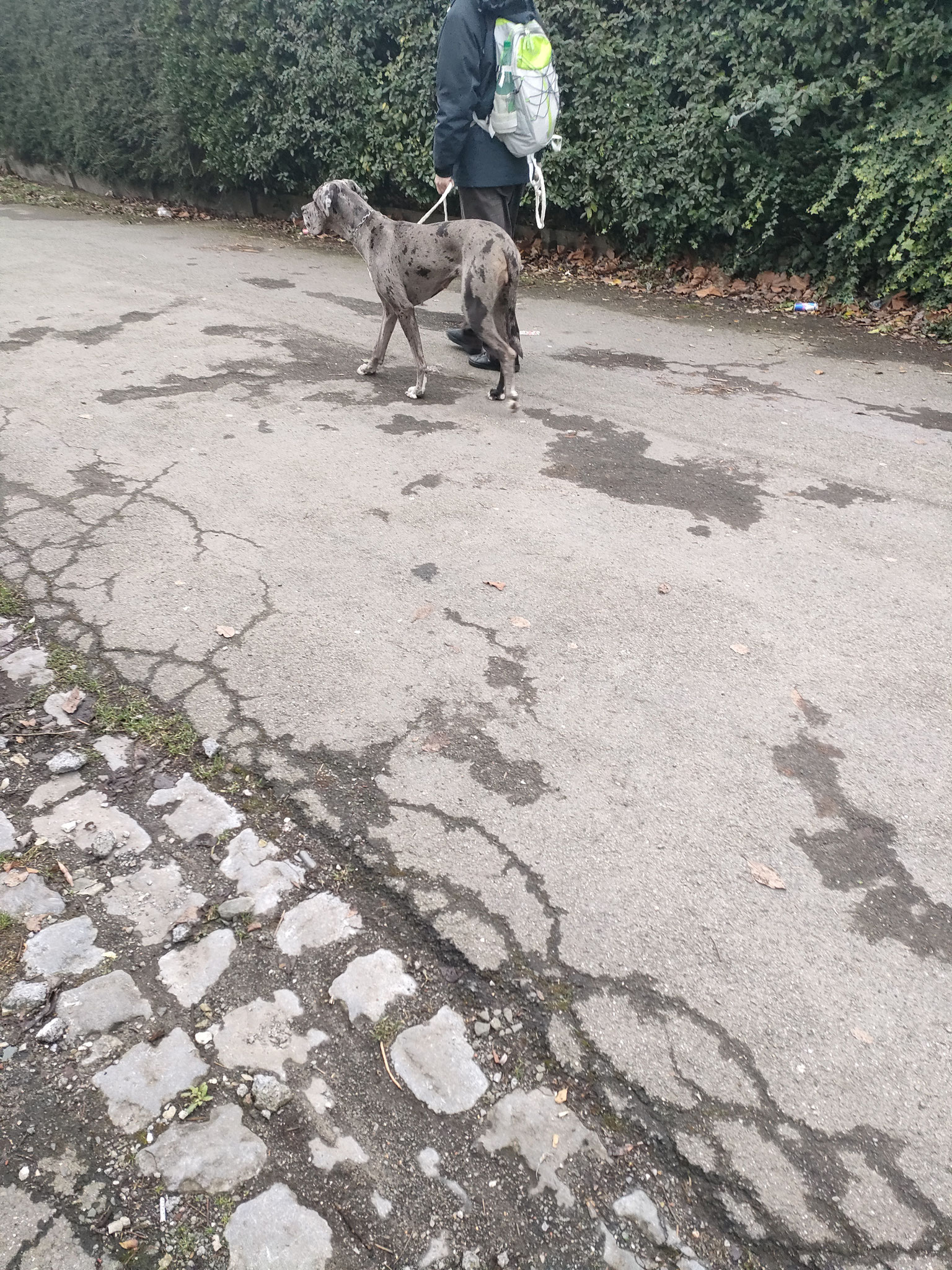 "Trudy" Dogue Allemand